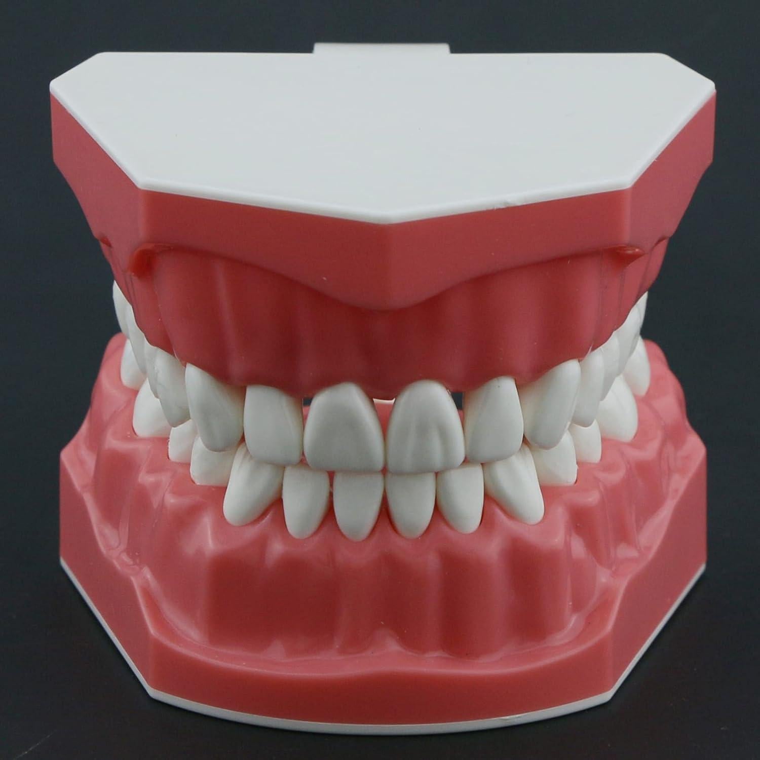 Modelo de Dientes Typodont Dental 1:1 DEBKSGEOTI para Enseñanza