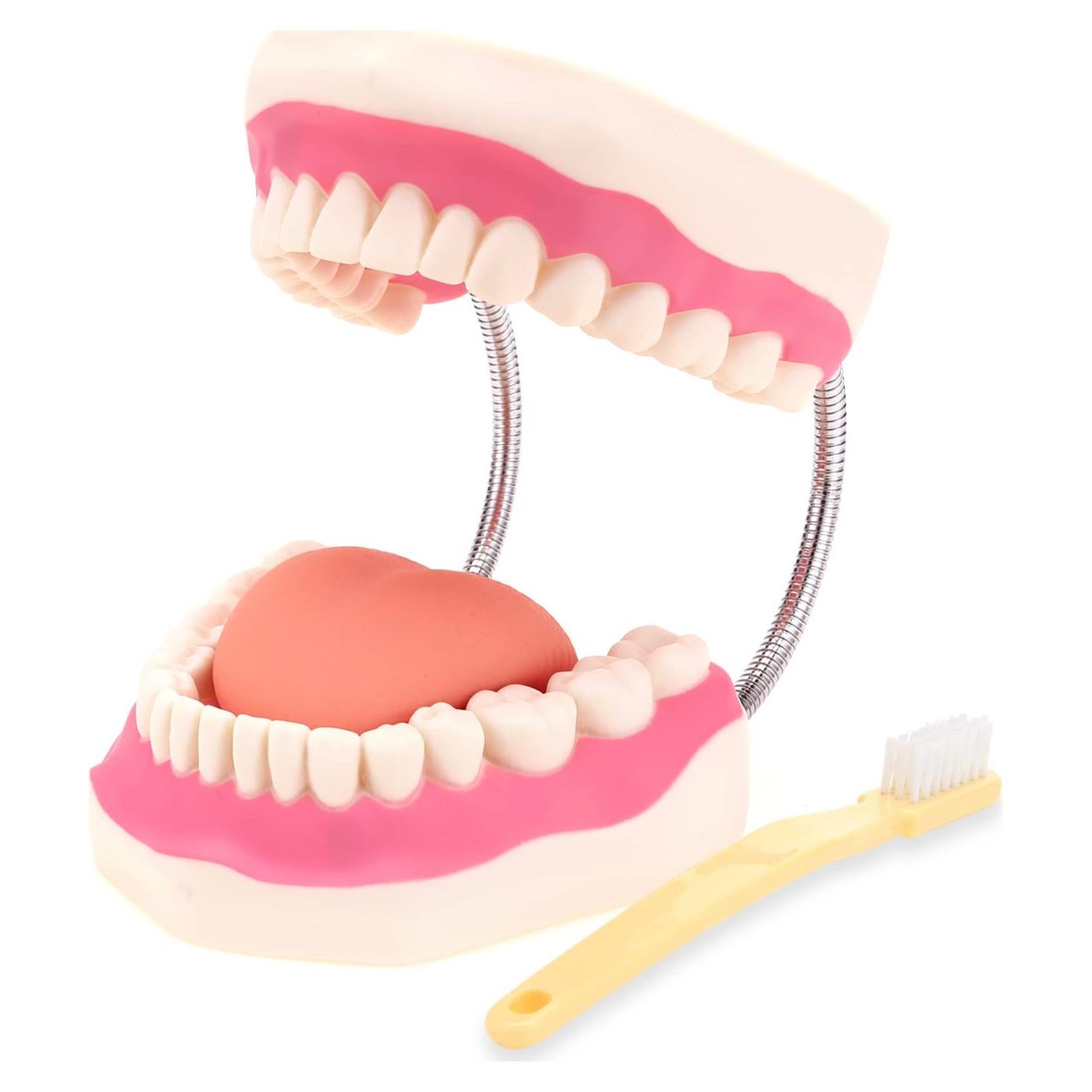 Modelo de Boca RONTEN para Cuidado Dental y Terapia del Habla