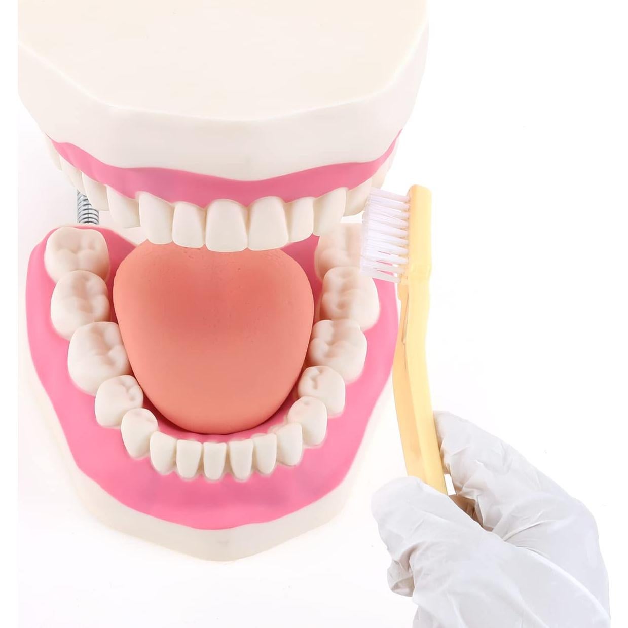 Modelo de Boca RONTEN para Cuidado Dental y Terapia del Habla