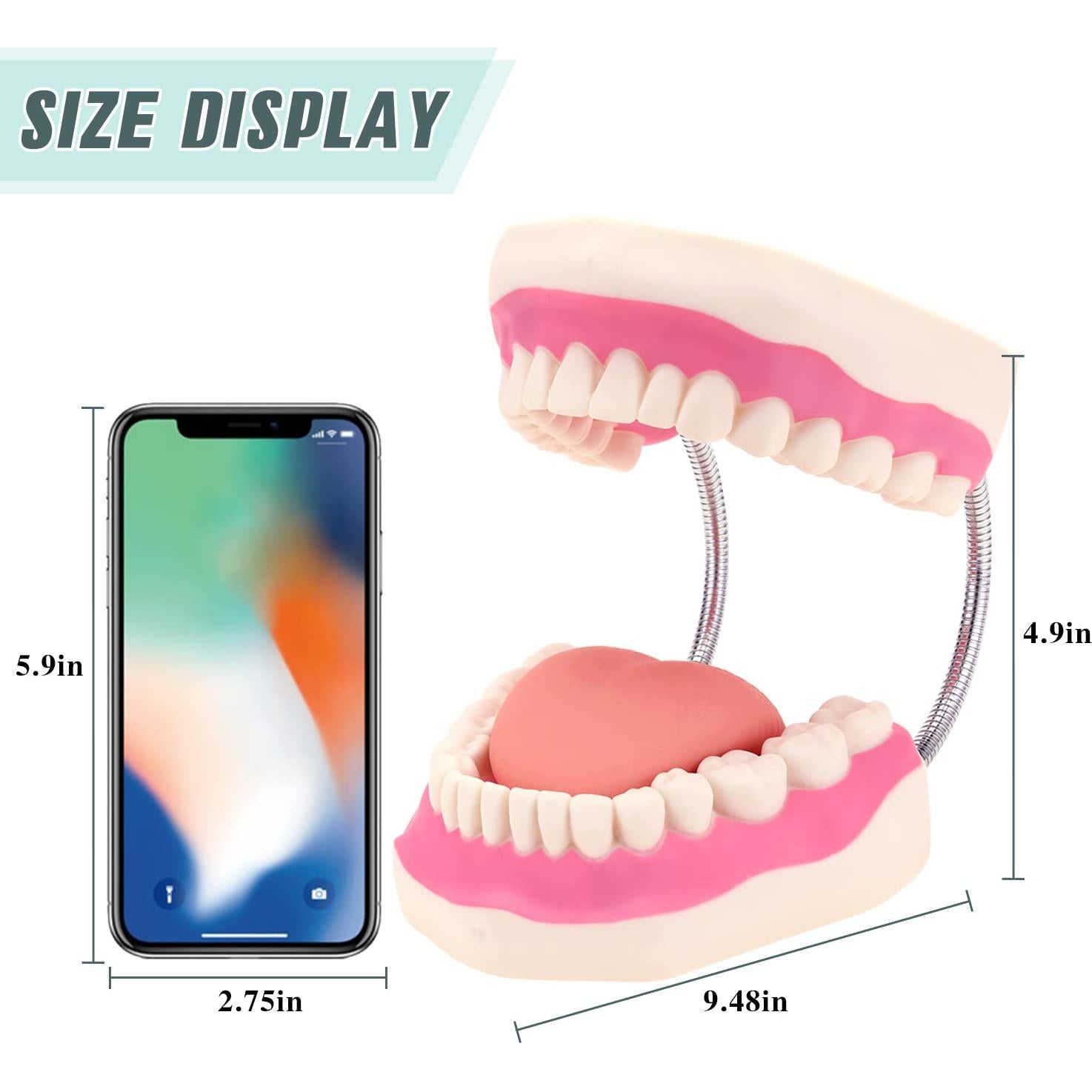 Modelo de Boca RONTEN para Cuidado Dental y Terapia del Habla