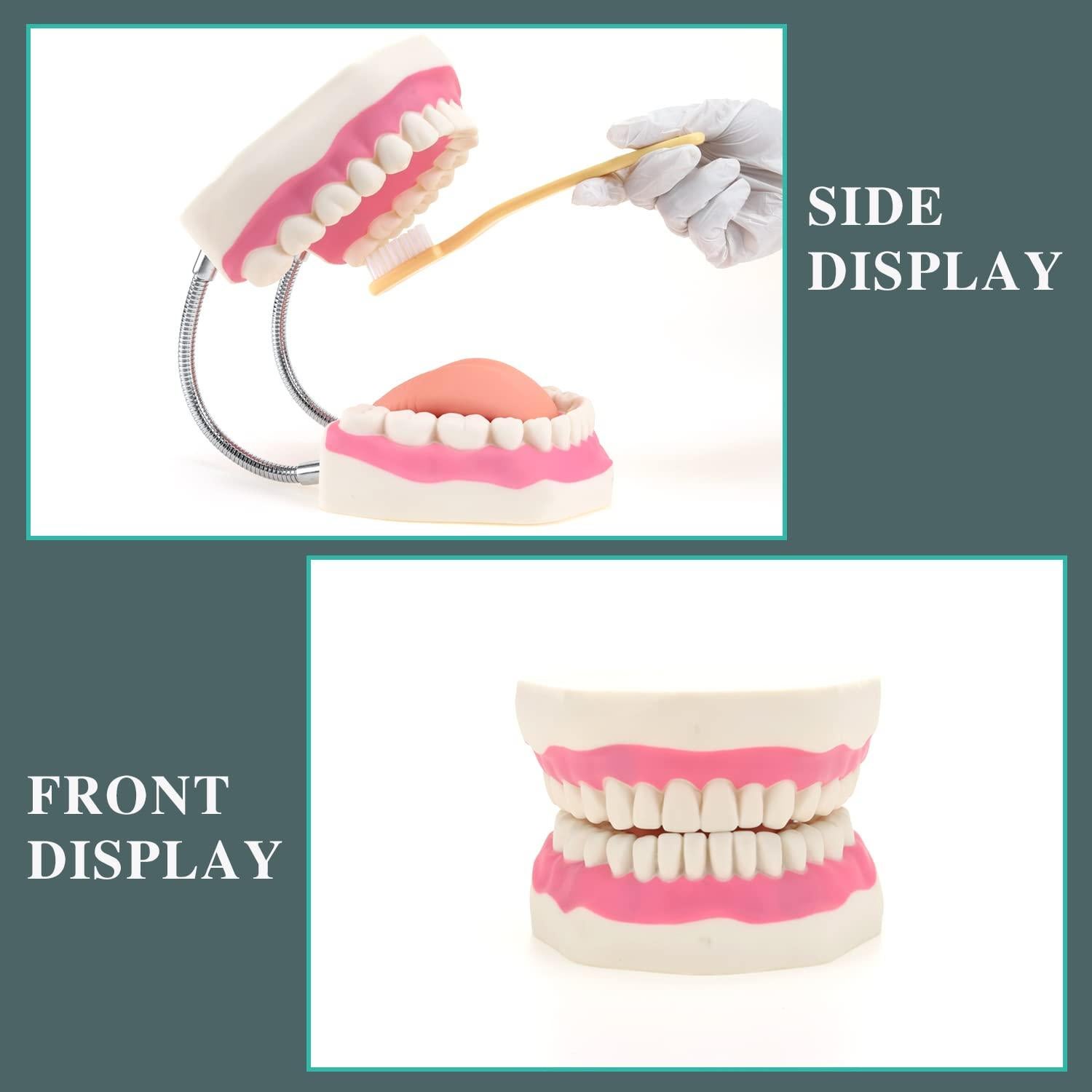 Modelo de Boca RONTEN para Cuidado Dental y Terapia del Habla