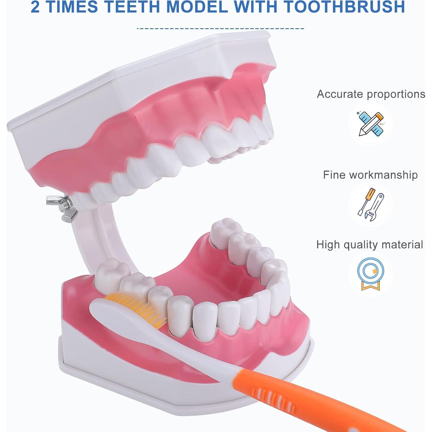 Modelo Dental Grande para Niños Healthible con Cepillo 2x