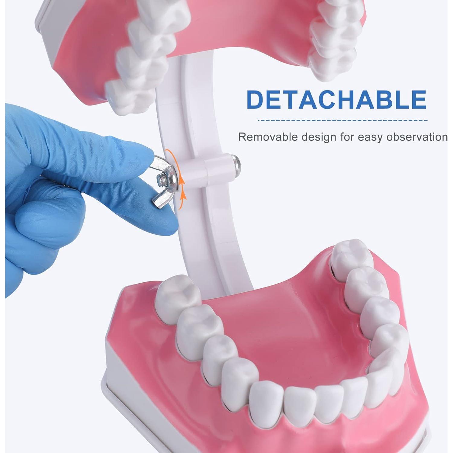 Modelo Dental Grande para Niños Healthible con Cepillo 2x