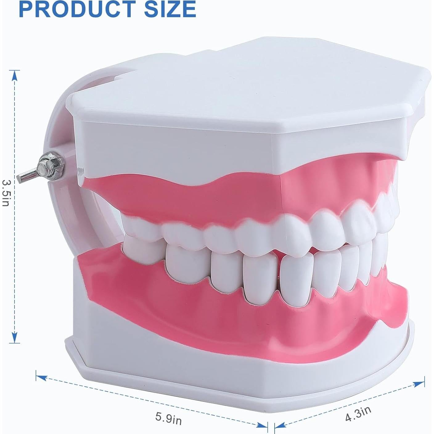 Modelo Dental Grande para Niños Healthible con Cepillo 2x