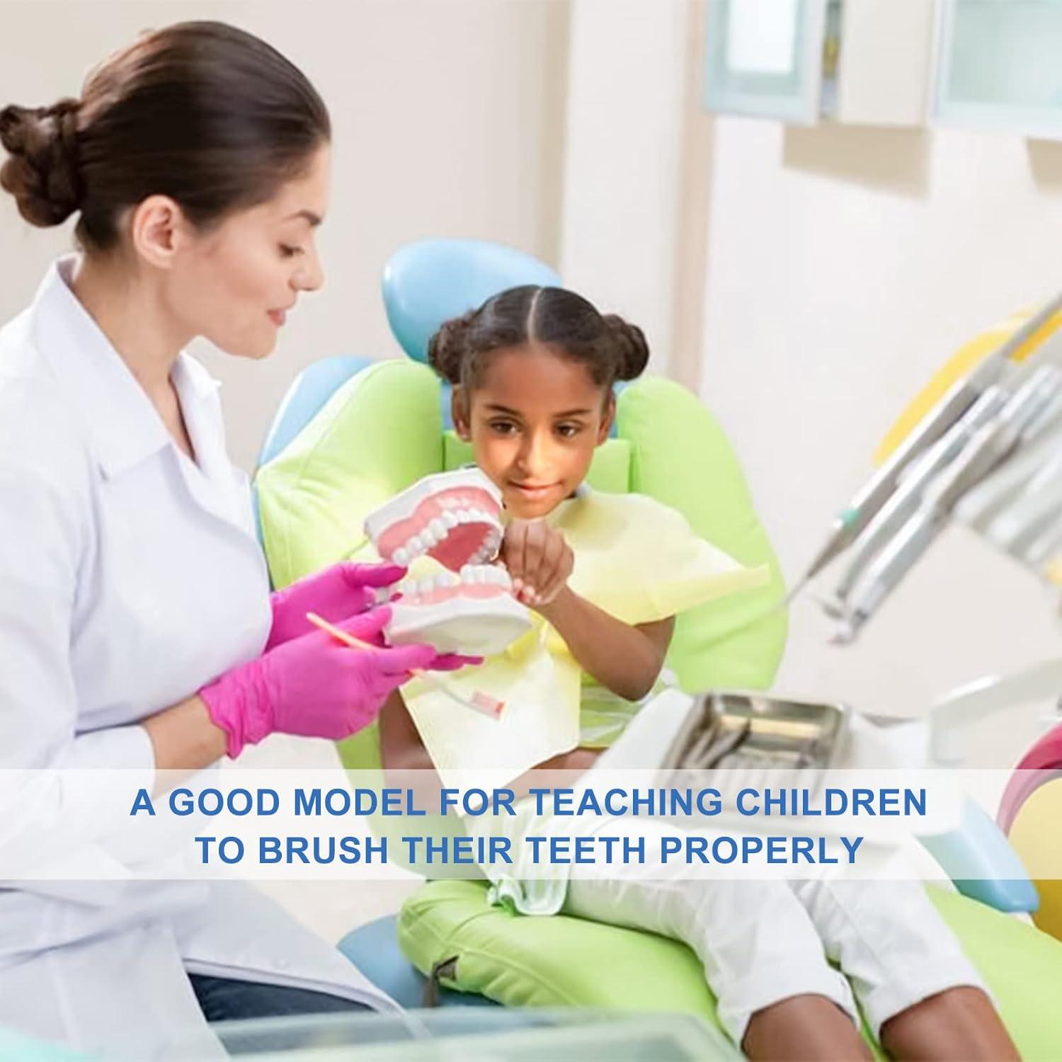 Modelo Dental Grande para Niños Healthible con Cepillo 2x