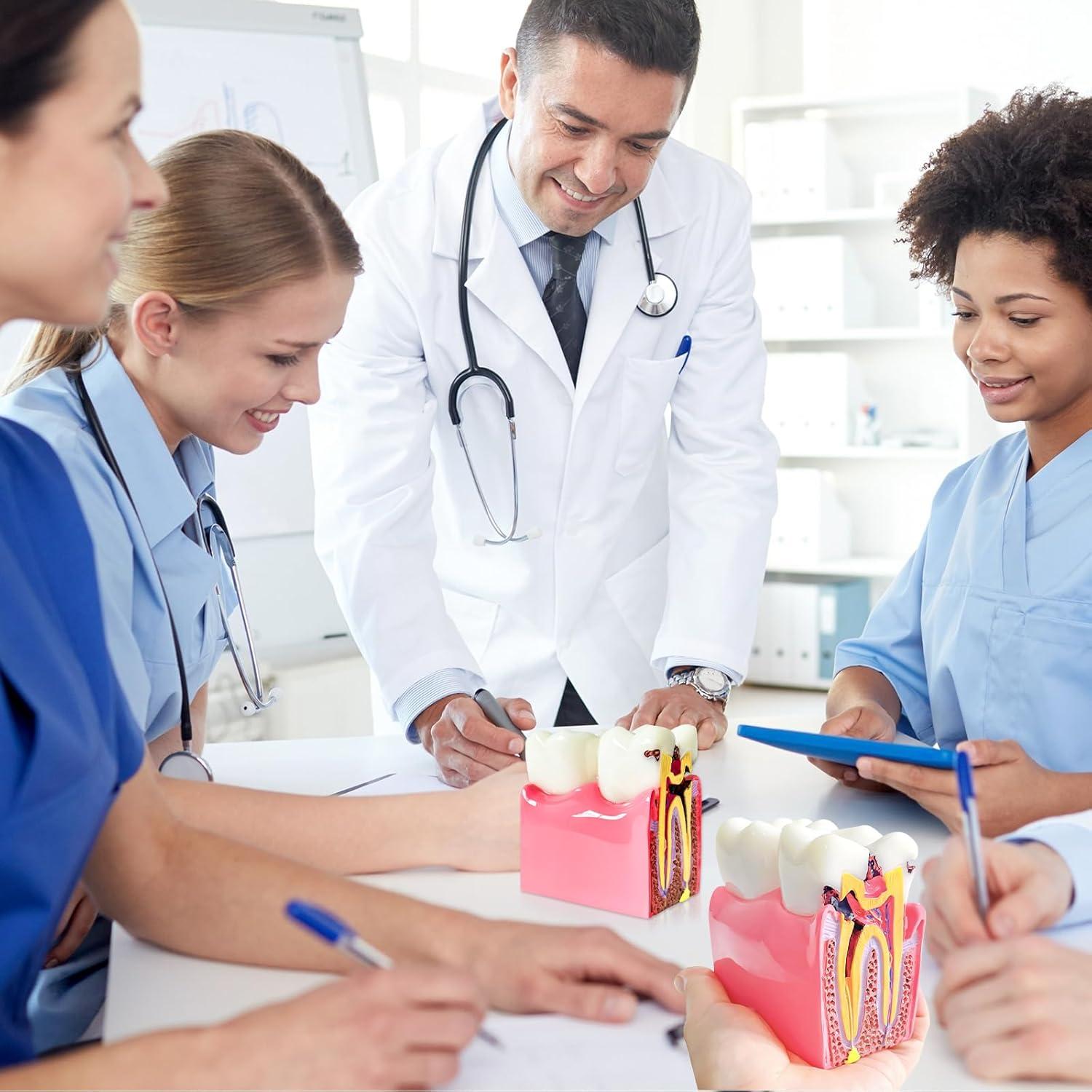 Modelo Educativo de Dientes de Caries Ceonam 8.6x7.6cm