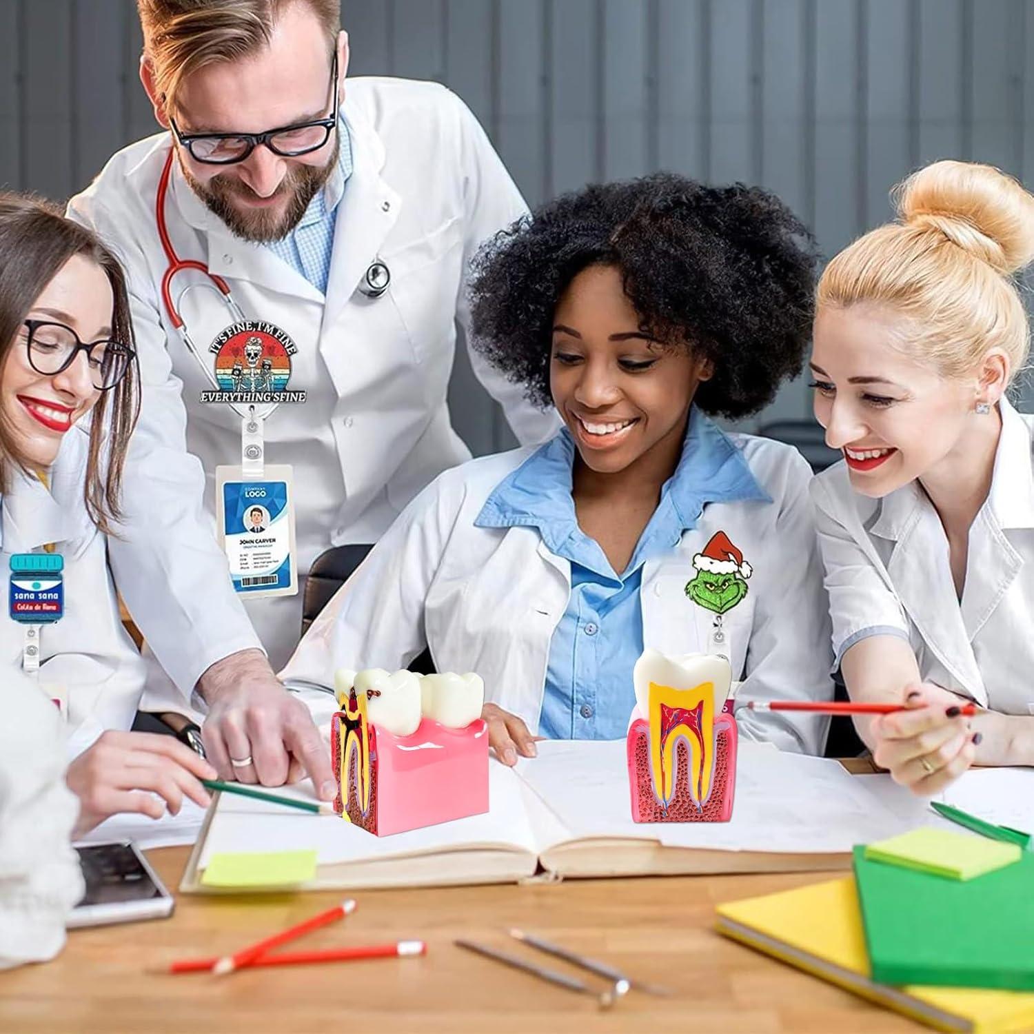 Modelo Educativo de Dientes de Caries Ceonam 8.6x7.6cm