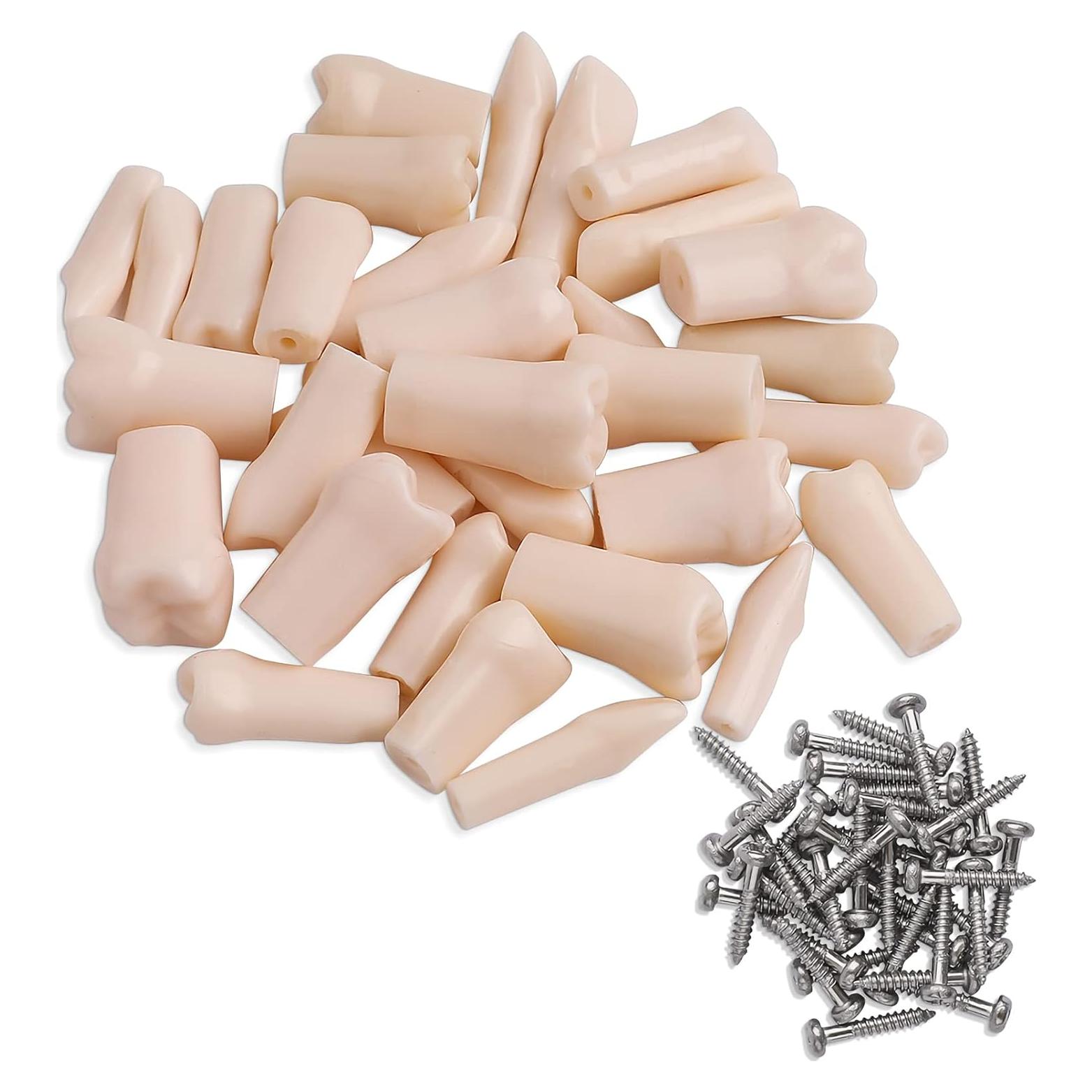 Dientes Removibles ANNWAH para Typodont Dental 28 Piezas