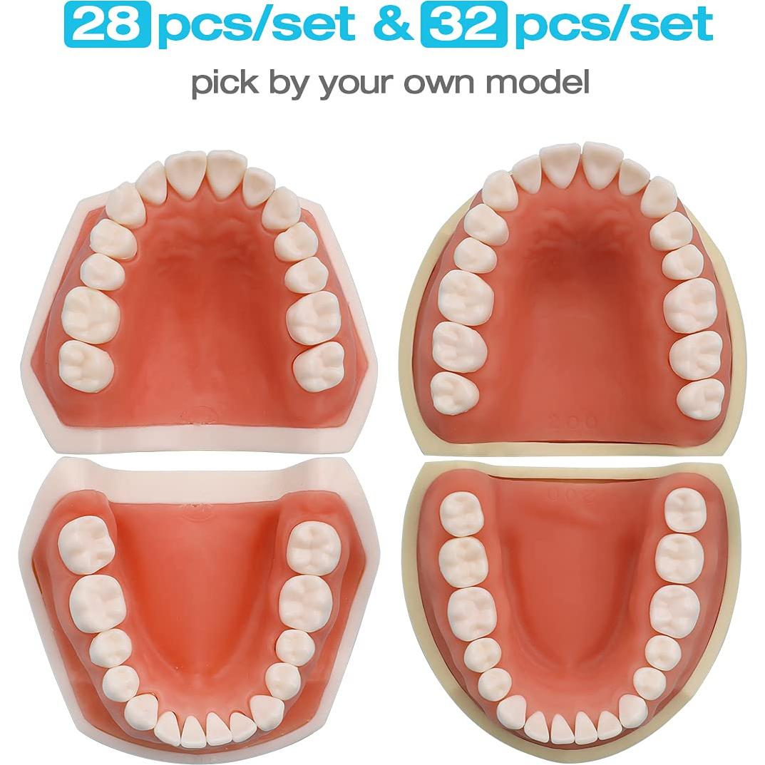 Dientes Removibles ANNWAH para Typodont Dental 28 Piezas