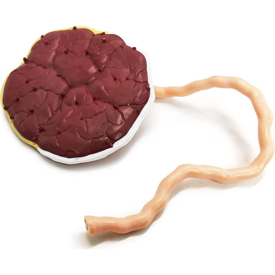 Modelo Anatómico de Placenta Benilev con Cordón Umbilical