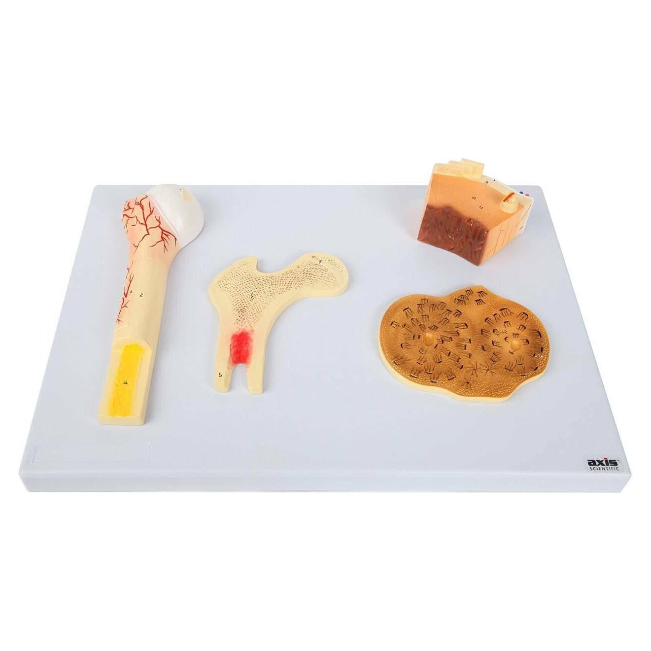 Modelo Estructura Ósea Humana Axis Scientific A-109186 42x30cm