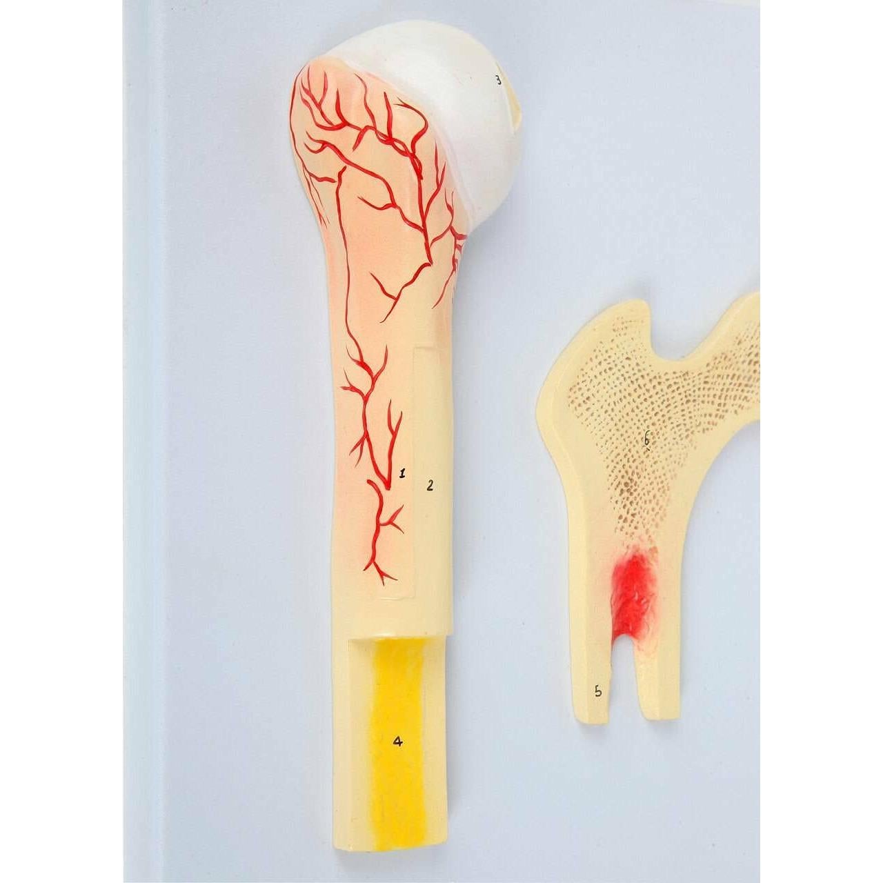 Modelo Estructura Ósea Humana Axis Scientific A-109186 42x30cm