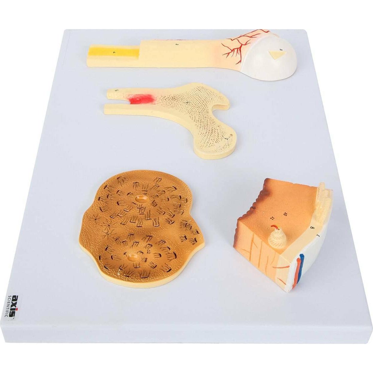 Modelo Estructura Ósea Humana Axis Scientific A-109186 42x30cm