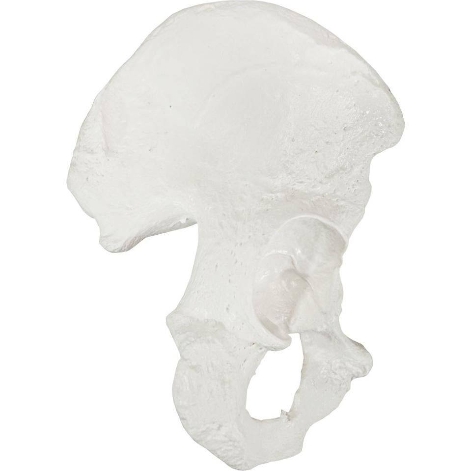 Modelo de Hueso de Cadera Derecho Axis Scientific - Realista