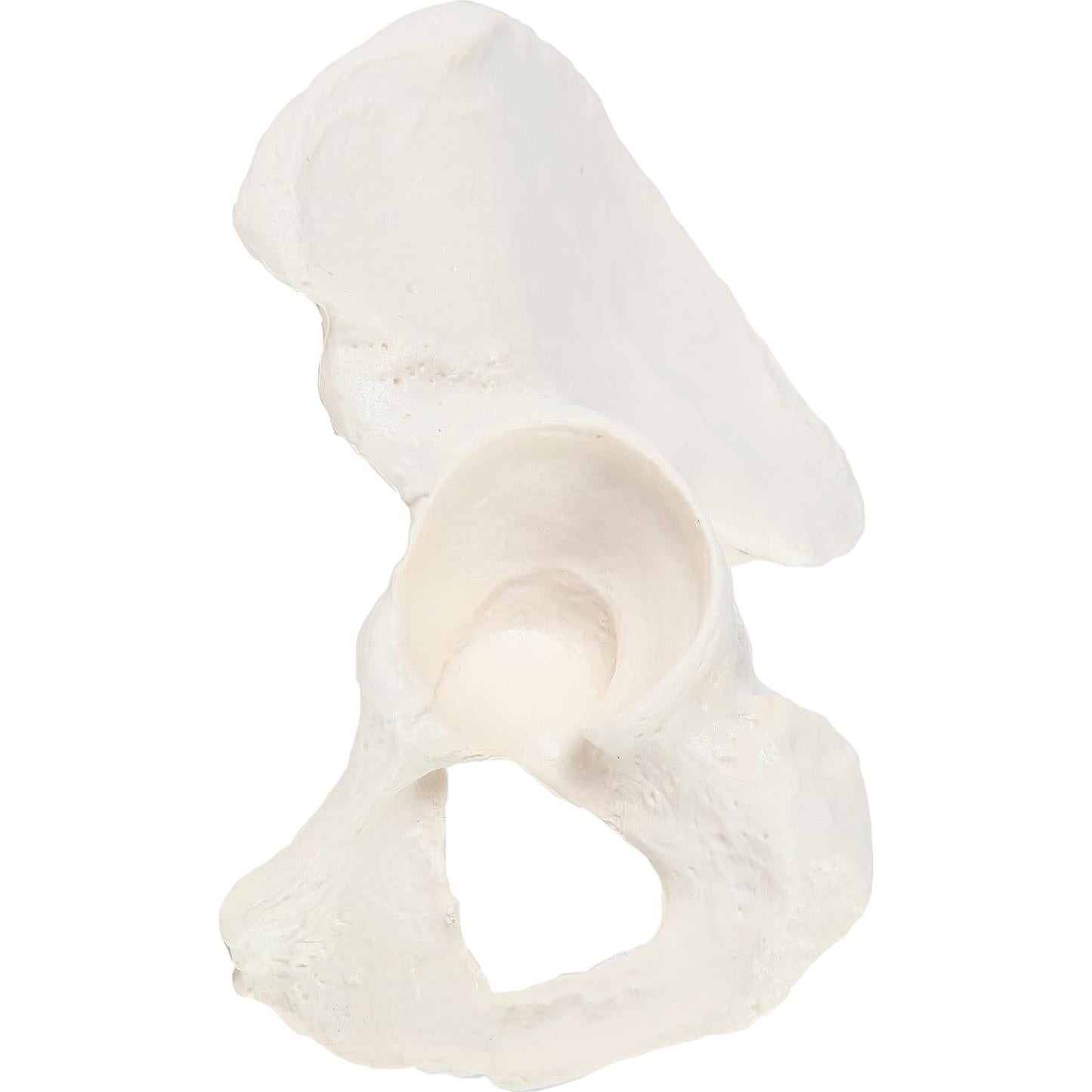 Modelo de Hueso de Cadera Derecho Axis Scientific - Realista