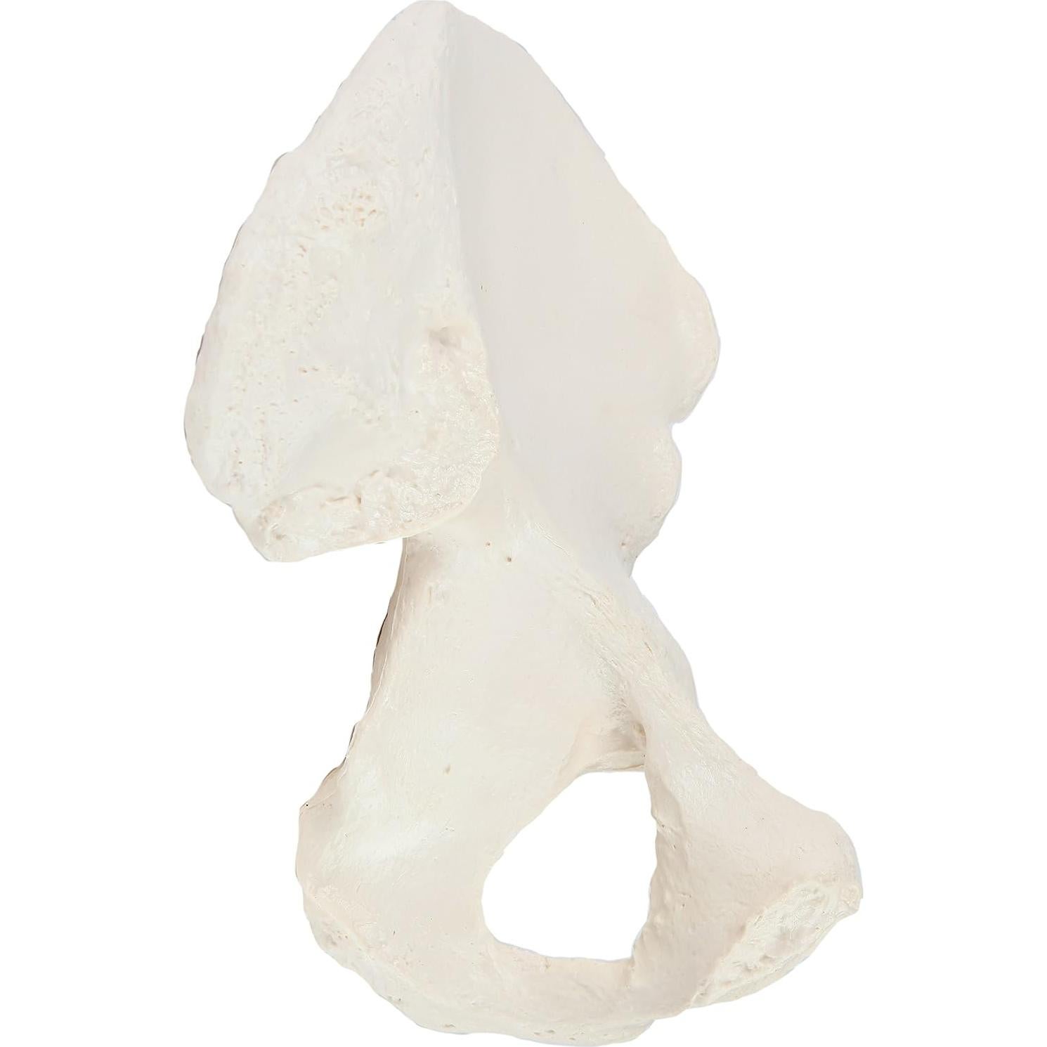 Modelo de Hueso de Cadera Derecho Axis Scientific - Realista