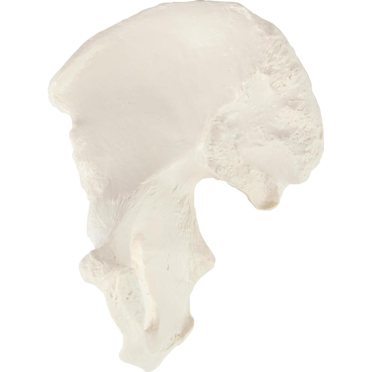 Modelo de Hueso de Cadera Derecho Axis Scientific - Realista