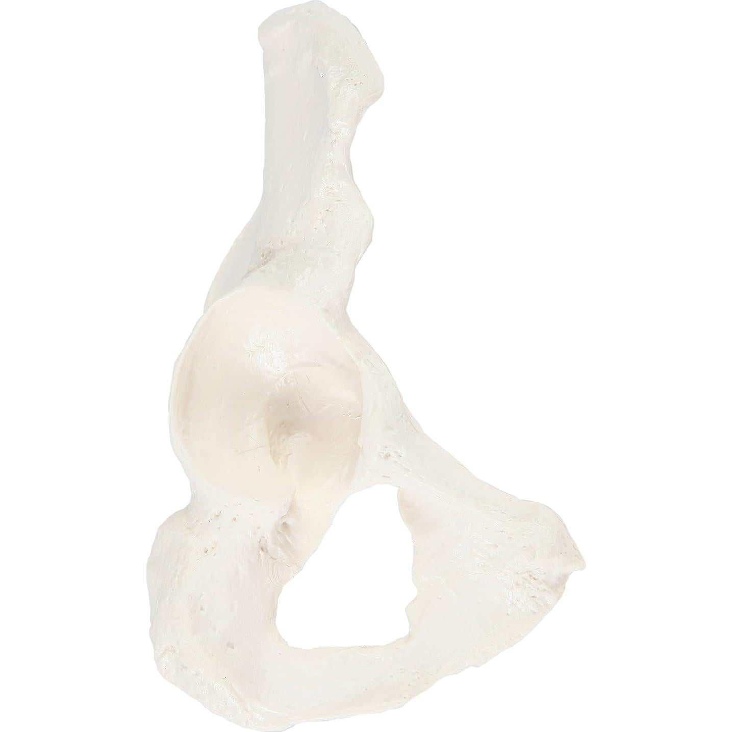 Modelo de Hueso de Cadera Derecho Axis Scientific - Realista