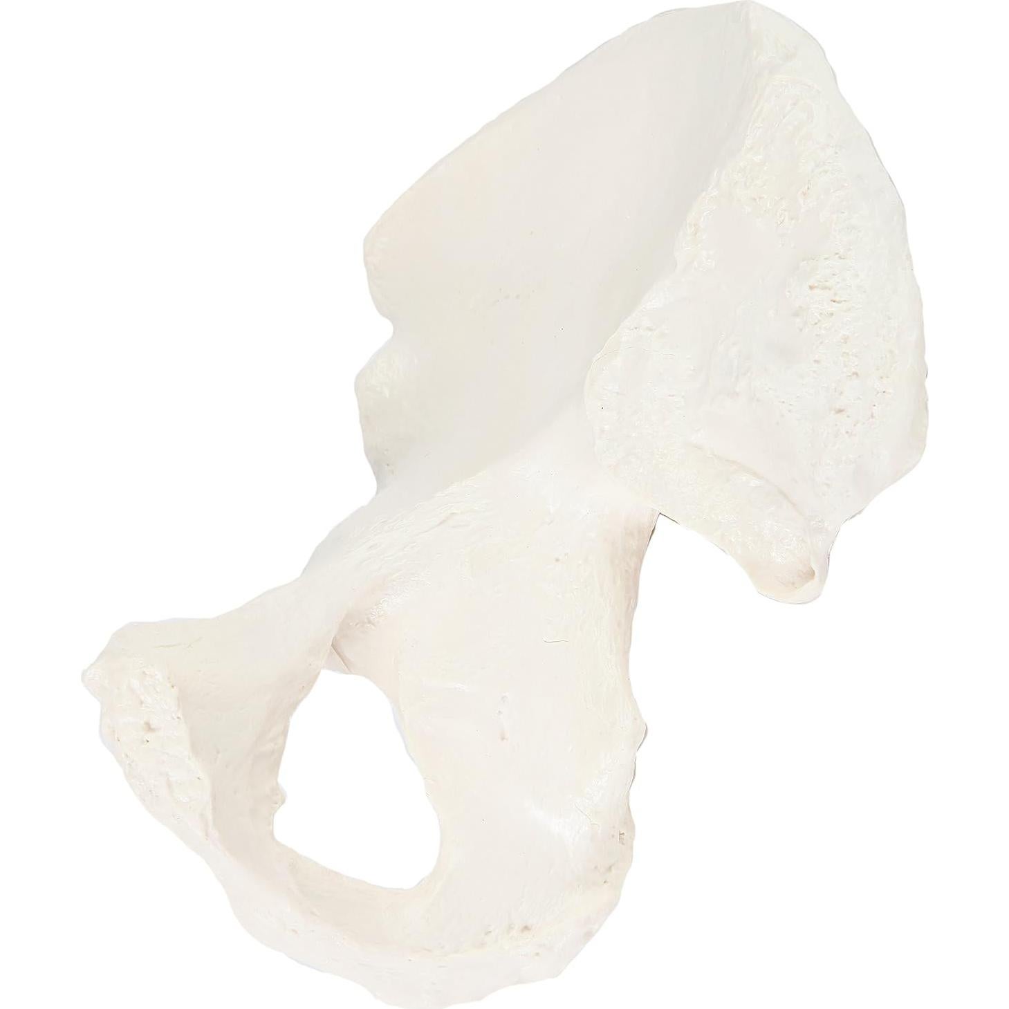 Modelo de Hueso de Cadera Derecho Axis Scientific - Realista
