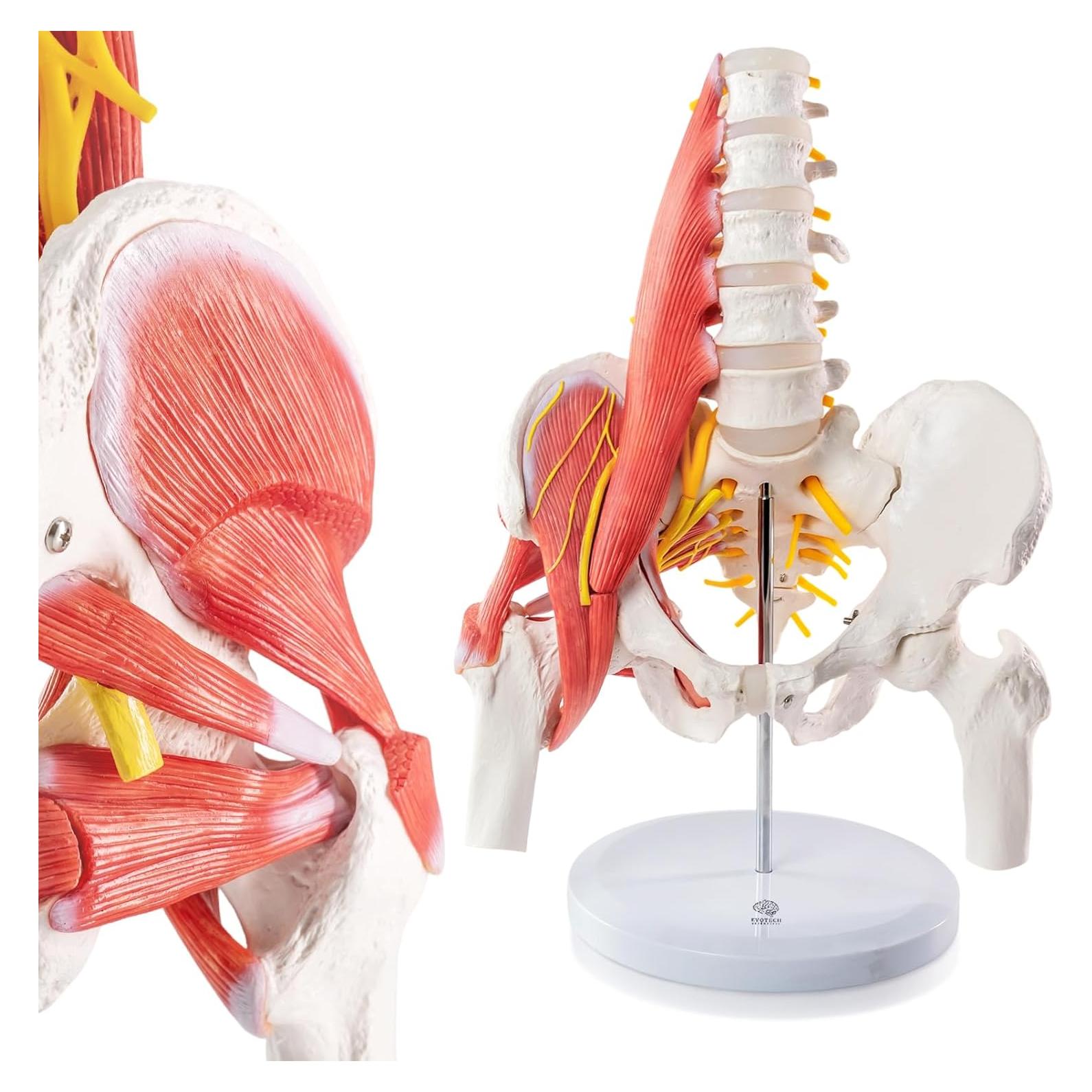 Modelo Anatómico Pelvico Masculino Escala Real Evotech 40.4x29x16cm
