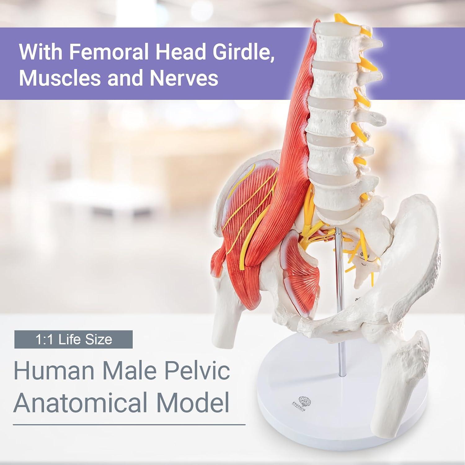 Modelo Anatómico Pelvico Masculino Escala Real Evotech 40.4x29x16cm