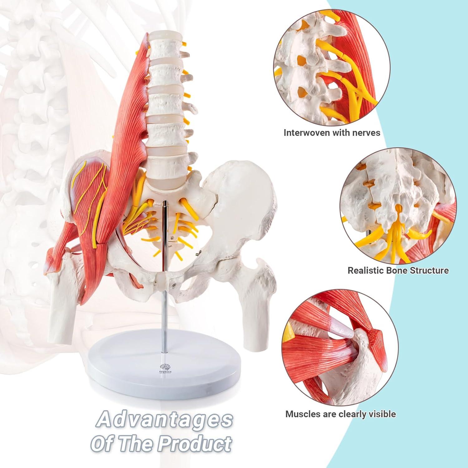 Modelo Anatómico Pelvico Masculino Escala Real Evotech 40.4x29x16cm