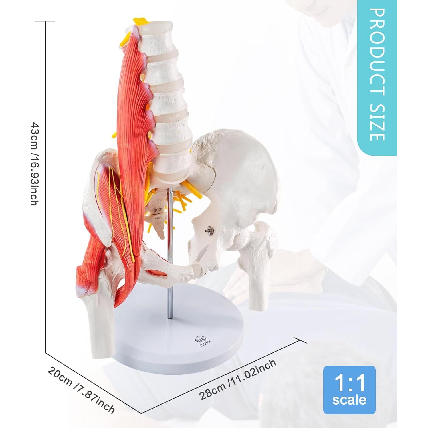 Modelo Anatómico Pelvico Masculino Escala Real Evotech 40.4x29x16cm