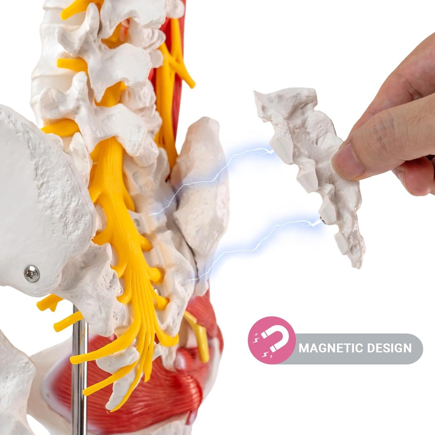 Modelo Anatómico Pelvico Masculino Escala Real Evotech 40.4x29x16cm