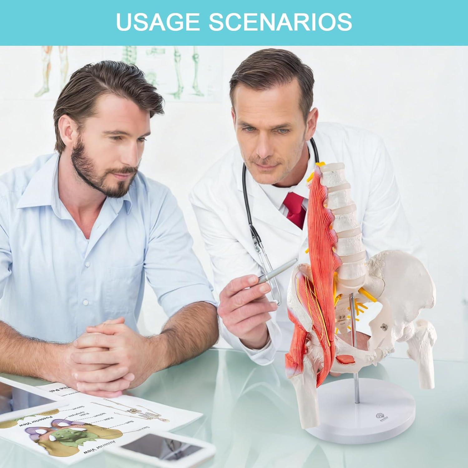 Modelo Anatómico Pelvico Masculino Escala Real Evotech 40.4x29x16cm