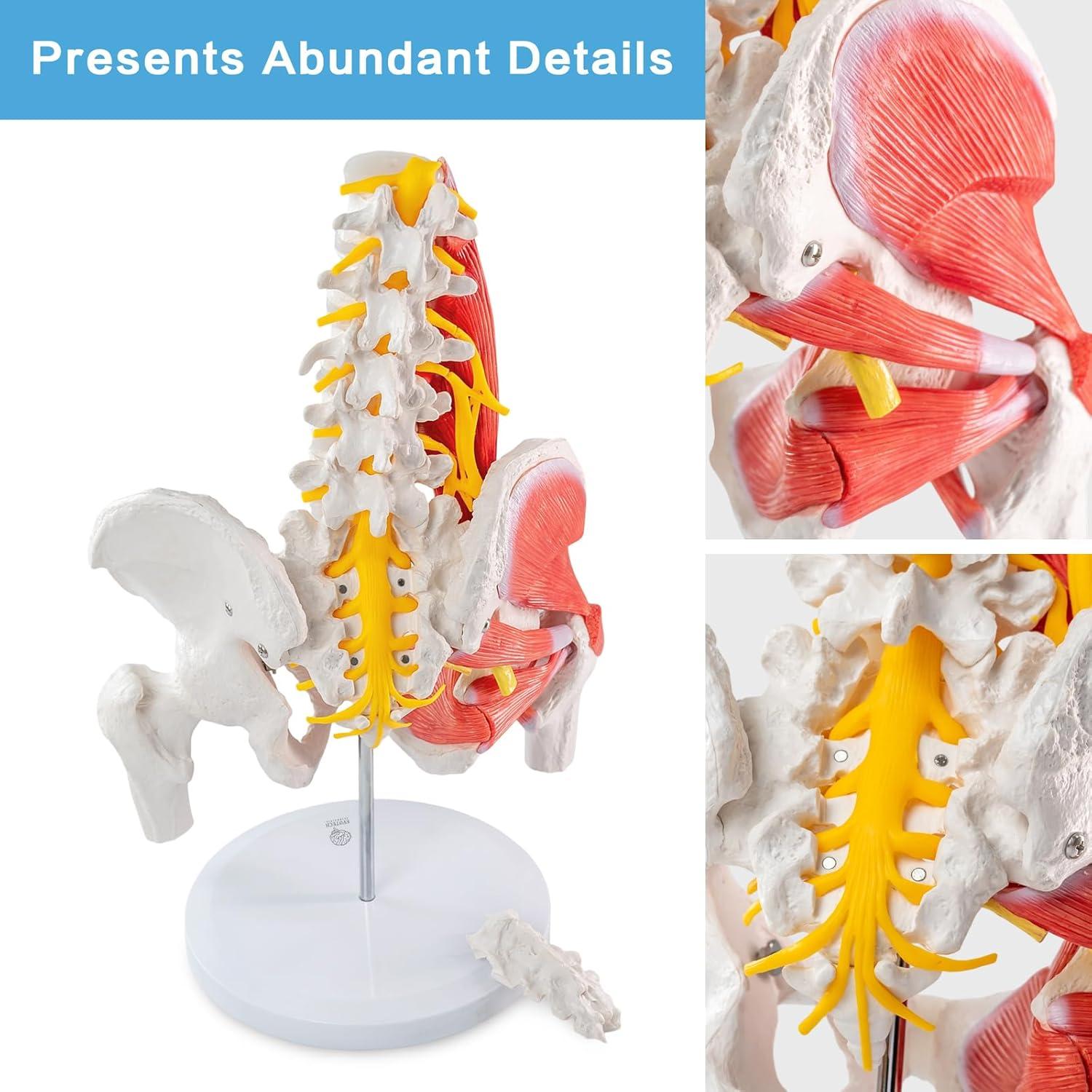 Modelo Anatómico Pelvico Masculino Escala Real Evotech 40.4x29x16cm