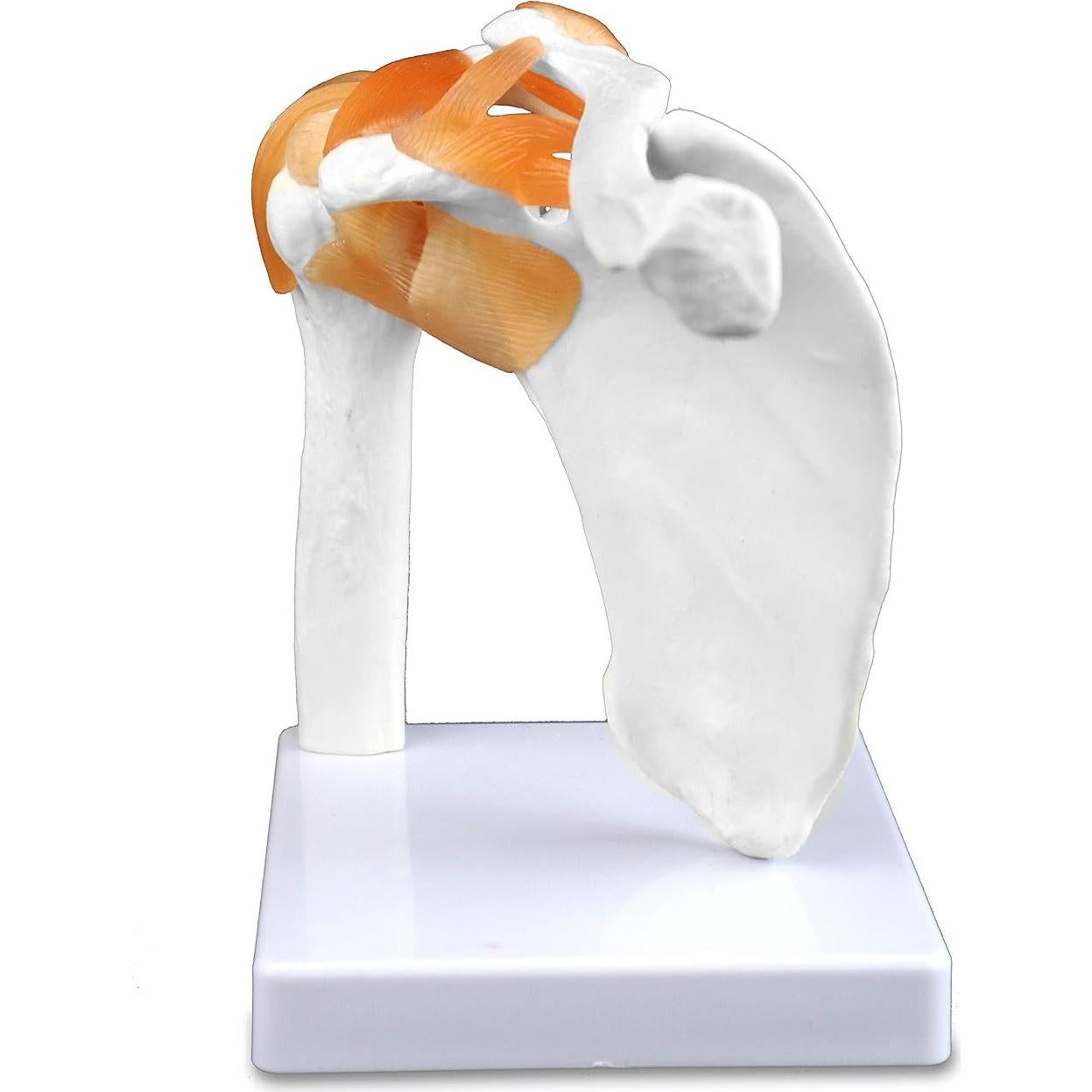 Modelo Articulación Hombro Jackson Global JS00034 - Tamaño Real