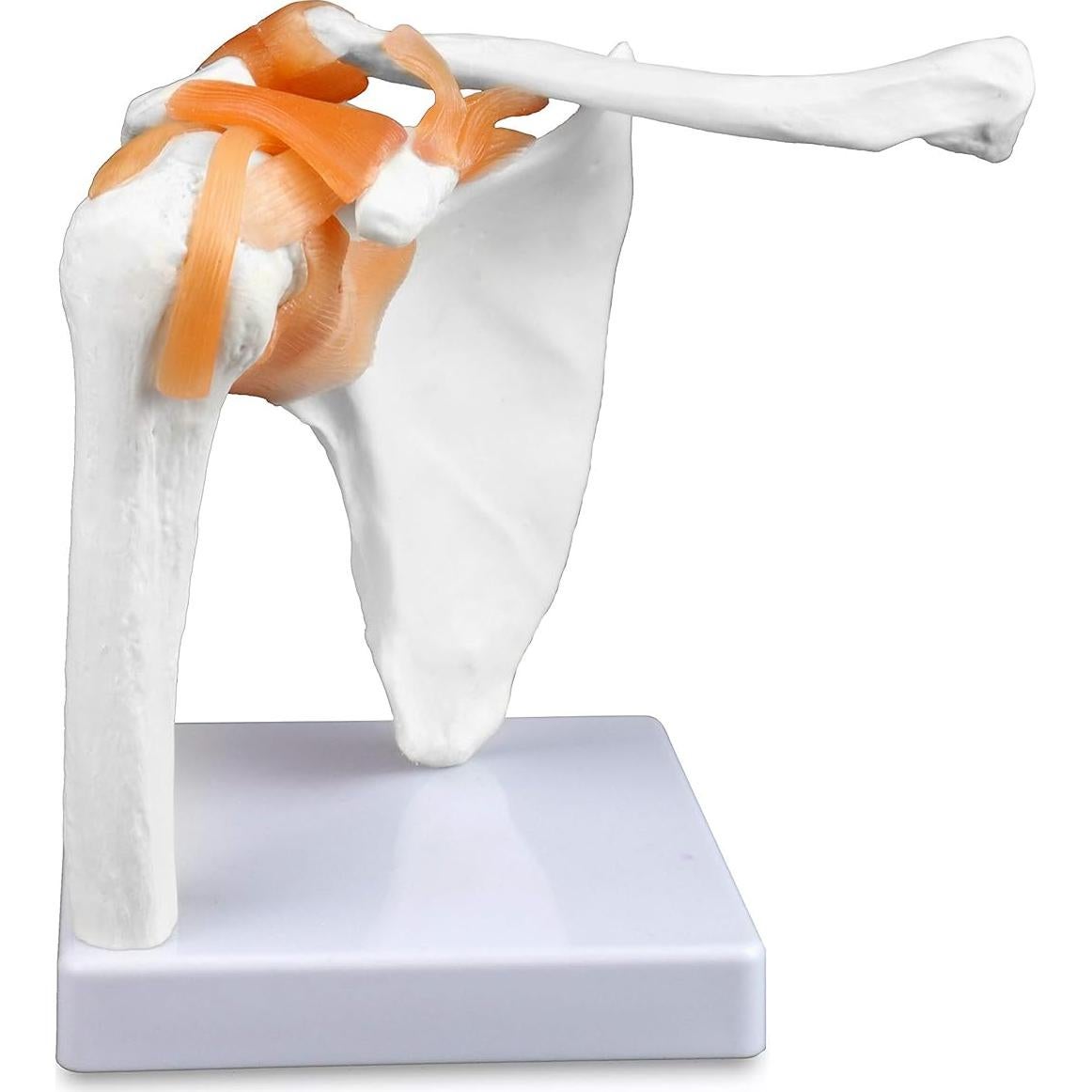 Modelo Articulación Hombro Jackson Global JS00034 - Tamaño Real