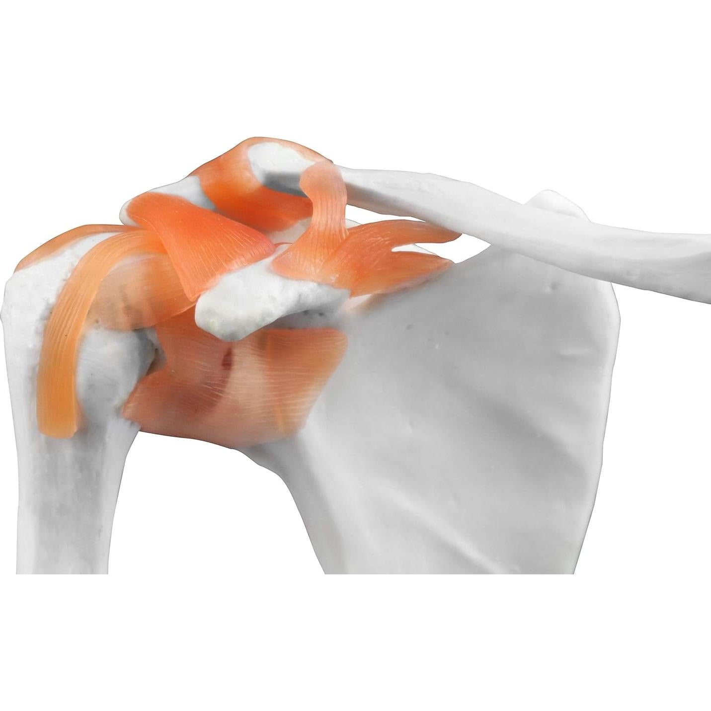 Modelo Articulación Hombro Jackson Global JS00034 - Tamaño Real