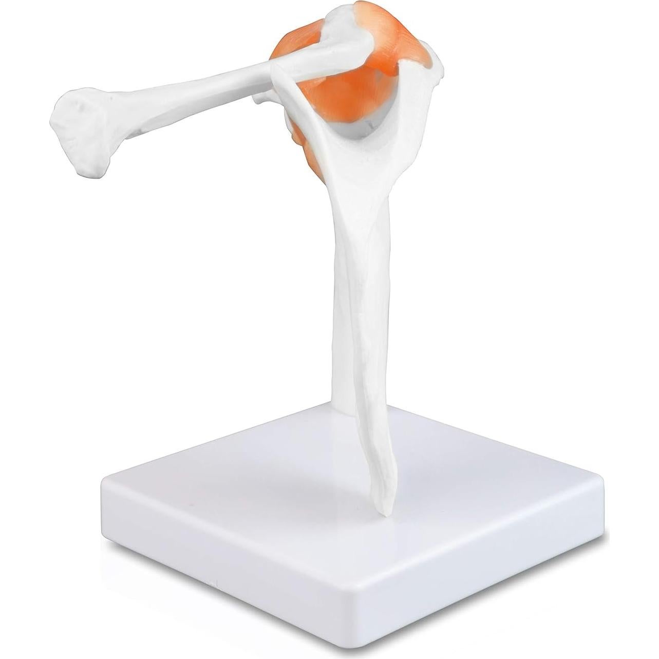 Modelo Articulación Hombro Jackson Global JS00034 - Tamaño Real