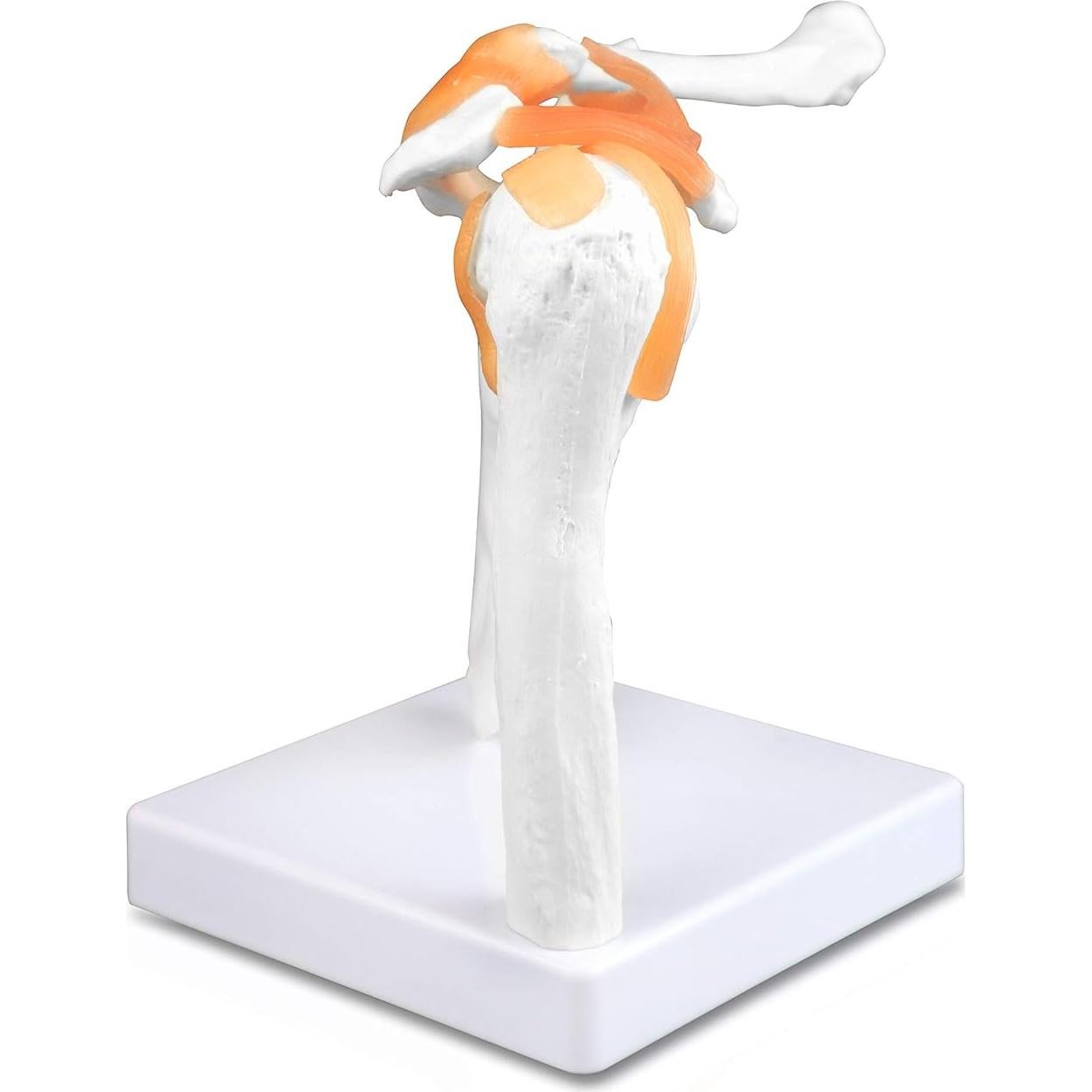 Modelo Articulación Hombro Jackson Global JS00034 - Tamaño Real