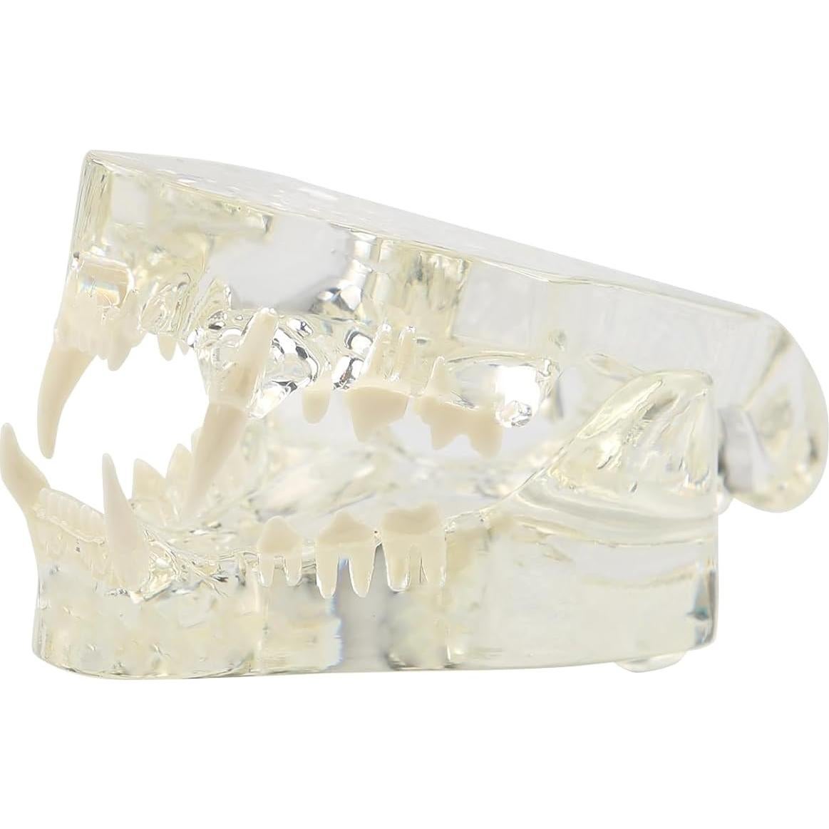 Modelo de Dientes Orales de Gato Vocadok - Mandíbula Canina 10.5x7.7cm