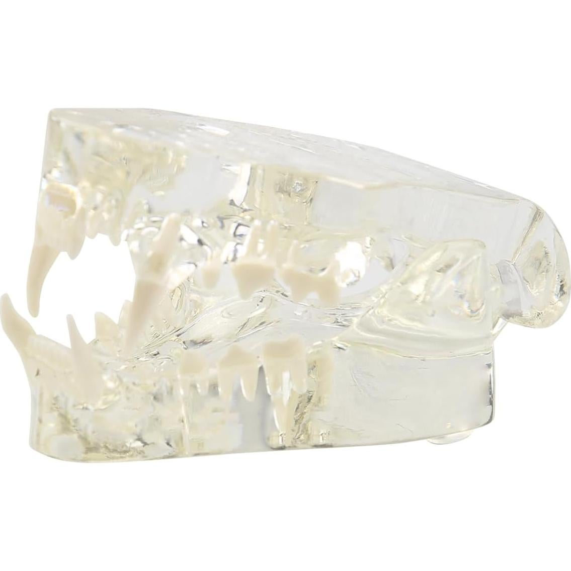 Modelo de Dientes Orales de Gato Vocadok - Mandíbula Canina 10.5x7.7cm