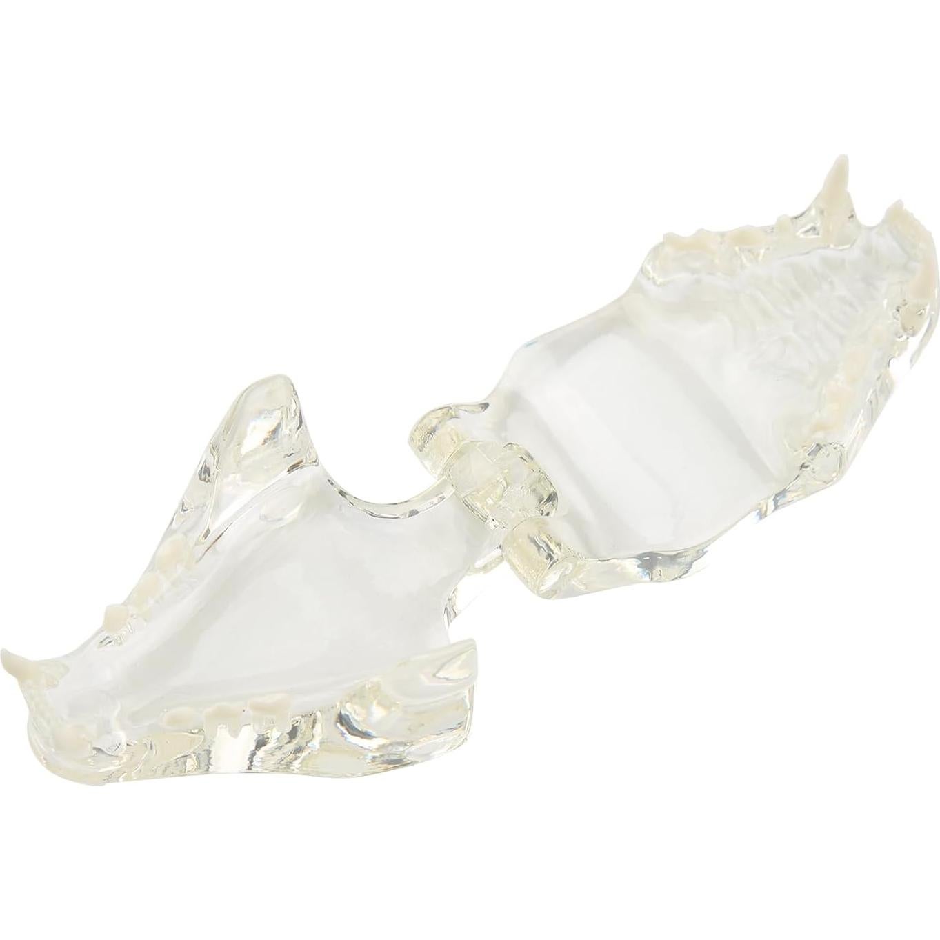 Modelo de Dientes Orales de Gato Vocadok - Mandíbula Canina 10.5x7.7cm