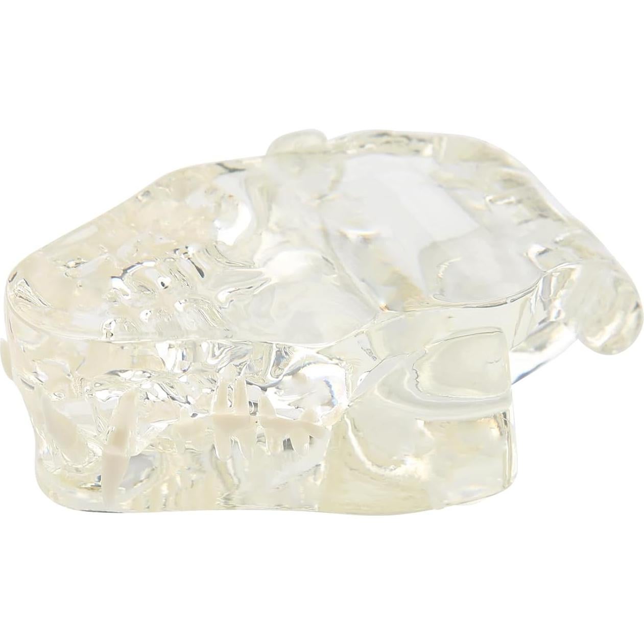 Modelo de Dientes Orales de Gato Vocadok - Mandíbula Canina 10.5x7.7cm