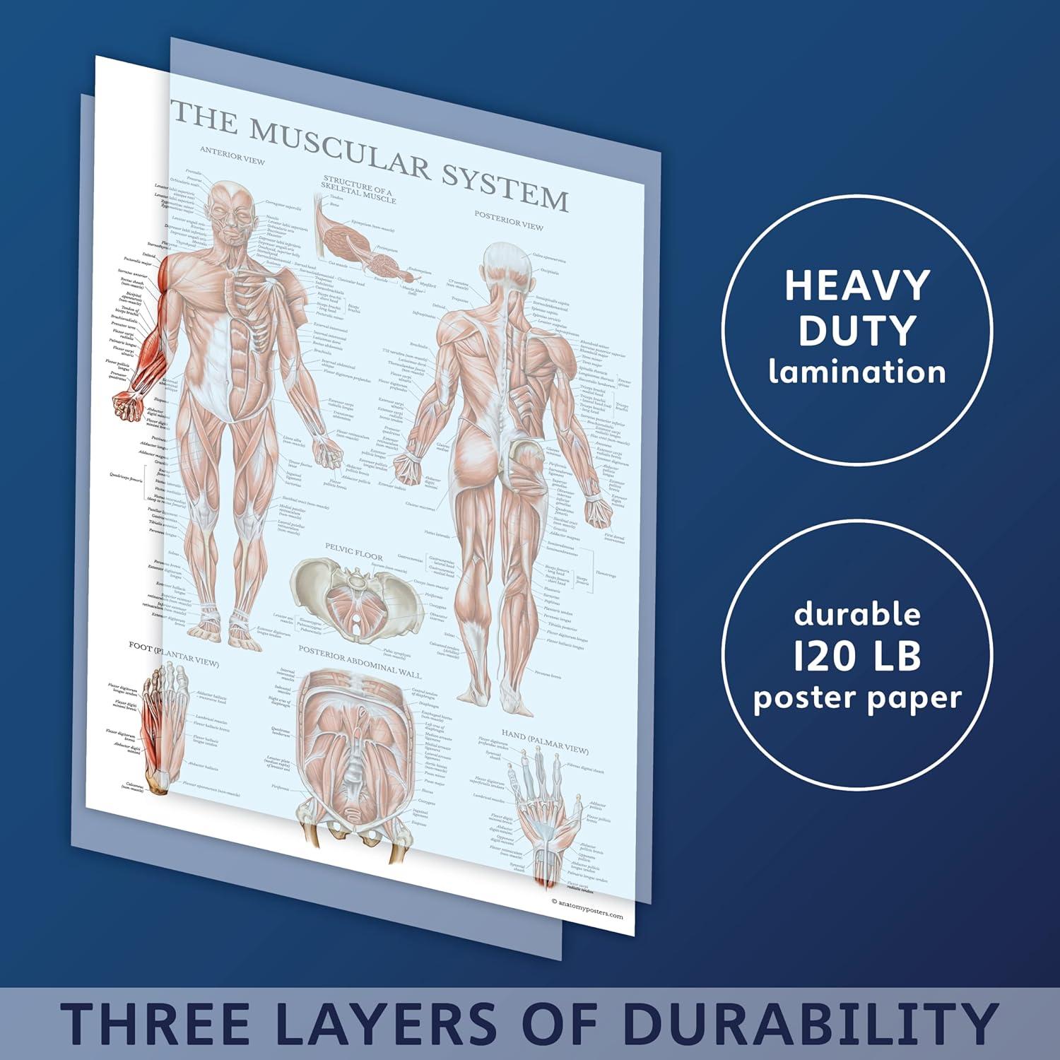 Conjunto de Pósters de Anatomía Palace Learning 3 Pack - Musculatura, Esqueleto y Nervios Espinales - Laminados 45.7 x 61 cm