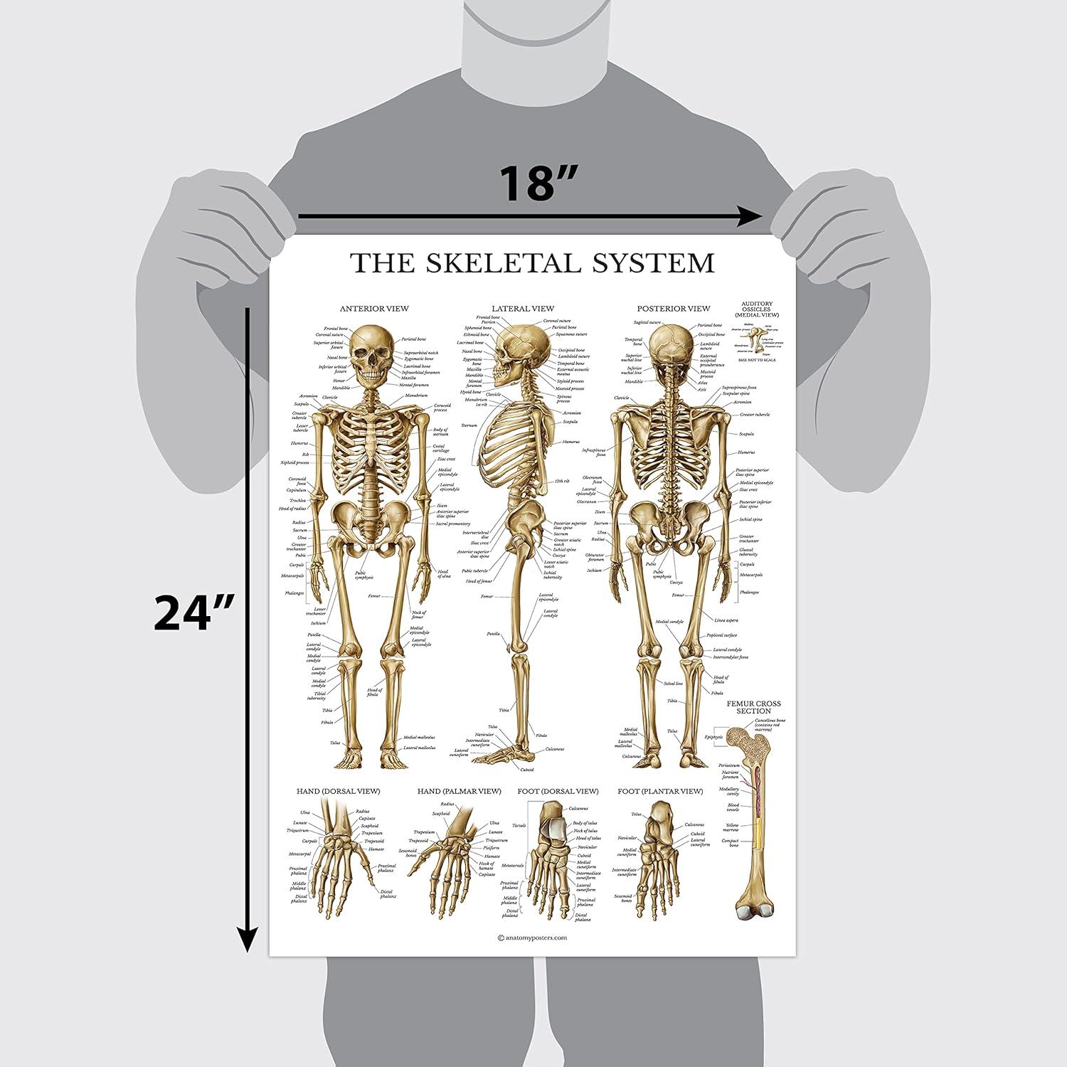 Conjunto de Pósters de Anatomía Palace Learning 3 Pack - Musculatura, Esqueleto y Nervios Espinales - Laminados 45.7 x 61 cm