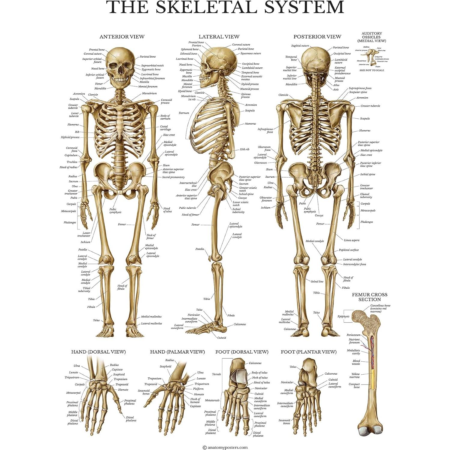 Conjunto de Pósters de Anatomía Palace Learning 3 Pack - Musculatura, Esqueleto y Nervios Espinales - Laminados 45.7 x 61 cm