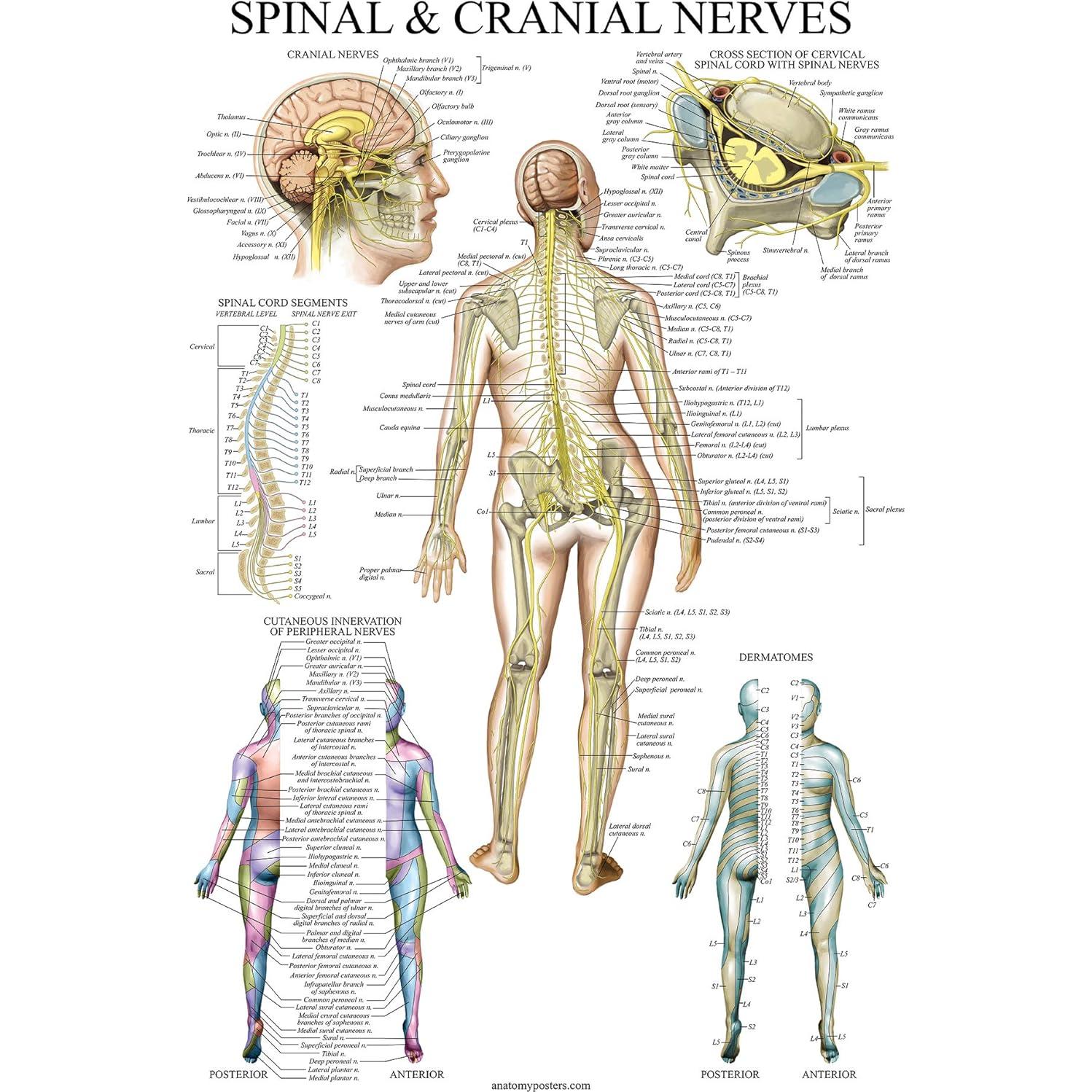 Conjunto de Pósters de Anatomía Palace Learning 3 Pack - Musculatura, Esqueleto y Nervios Espinales - Laminados 45.7 x 61 cm