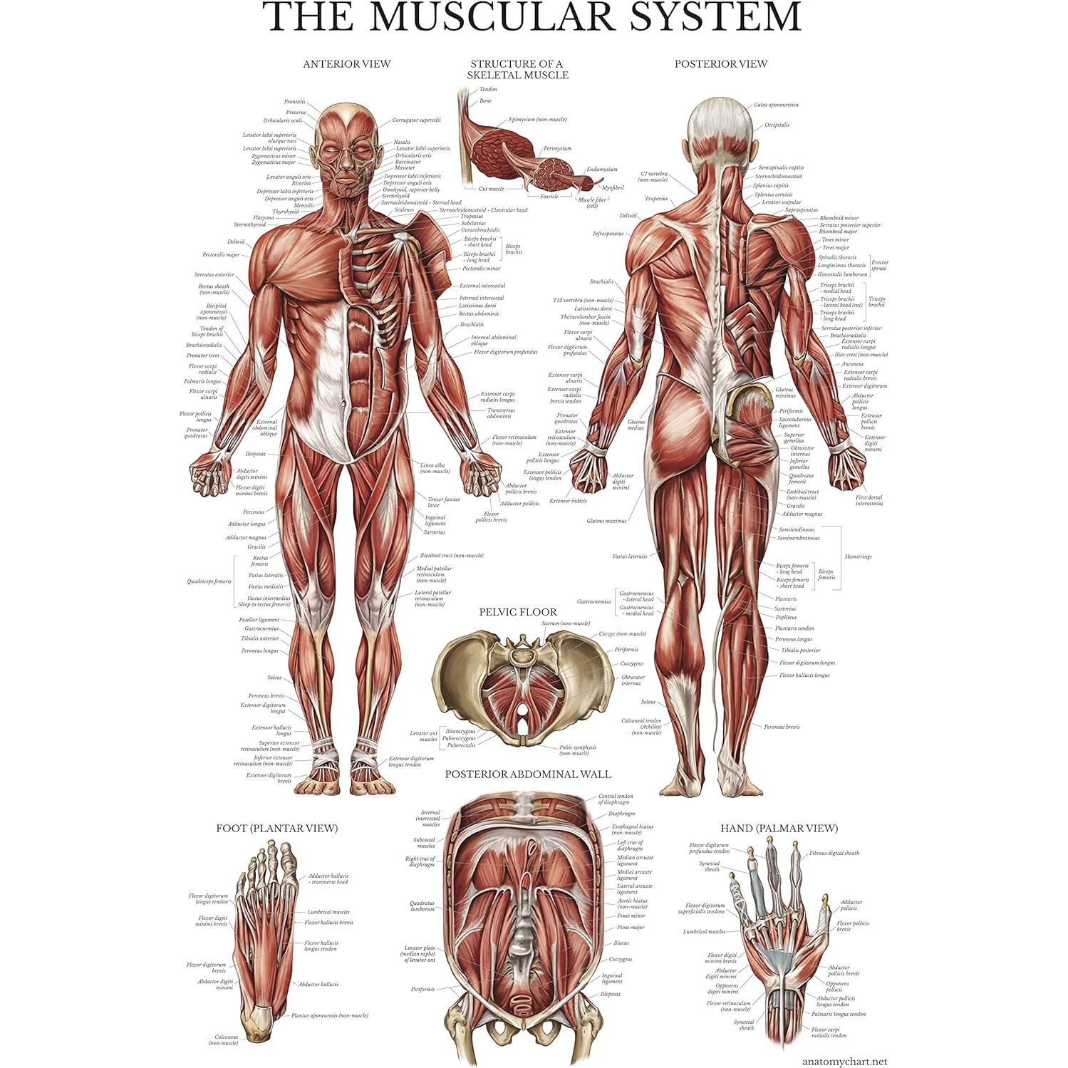 Conjunto de Pósters de Anatomía Palace Learning 3 Pack - Musculatura, Esqueleto y Nervios Espinales - Laminados 45.7 x 61 cm