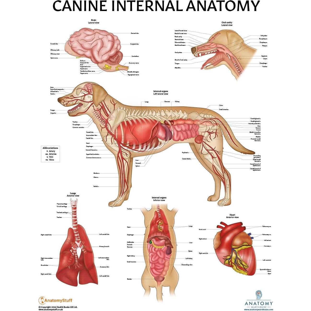 Set de 3 Pósteres Anatomía Canina Laminados 43.9x57.2cm