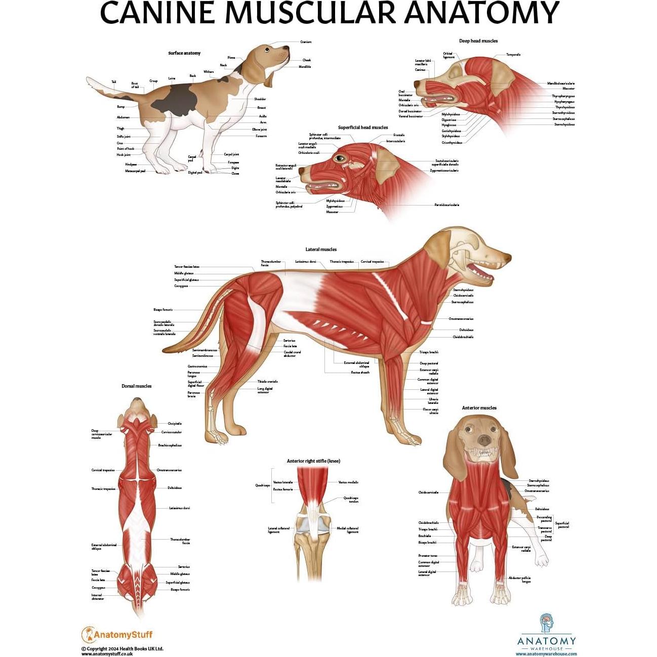 Set de 3 Pósteres Anatomía Canina Laminados 43.9x57.2cm