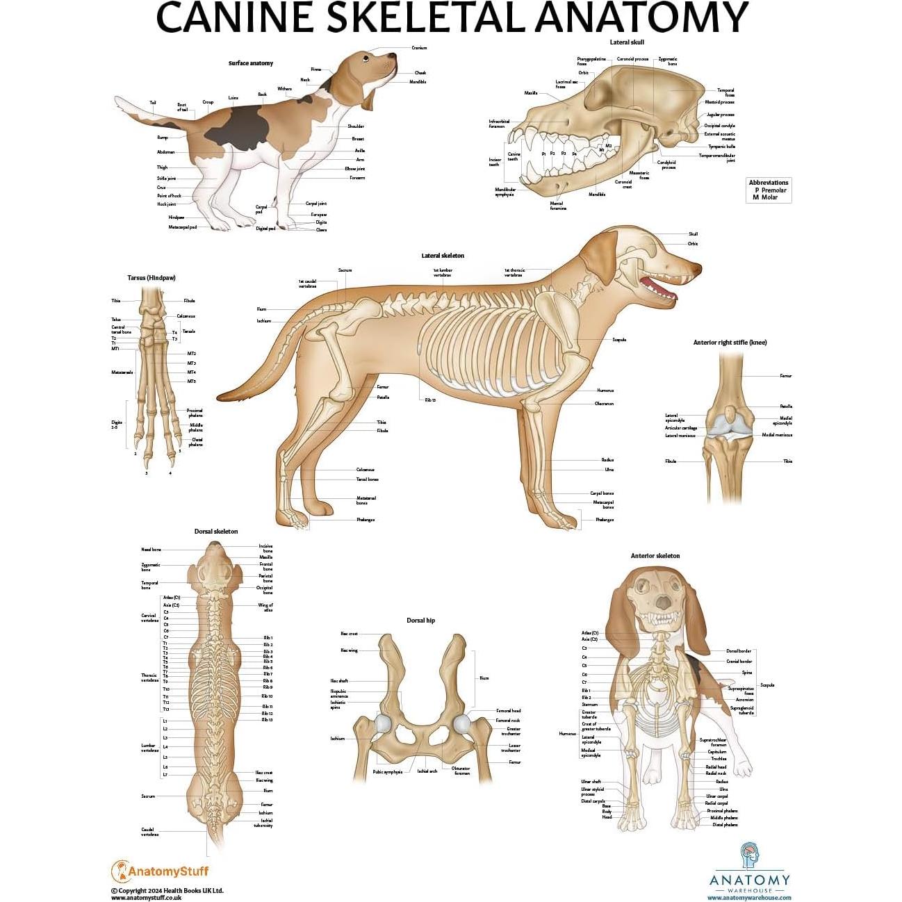 Set de 3 Pósteres Anatomía Canina Laminados 43.9x57.2cm