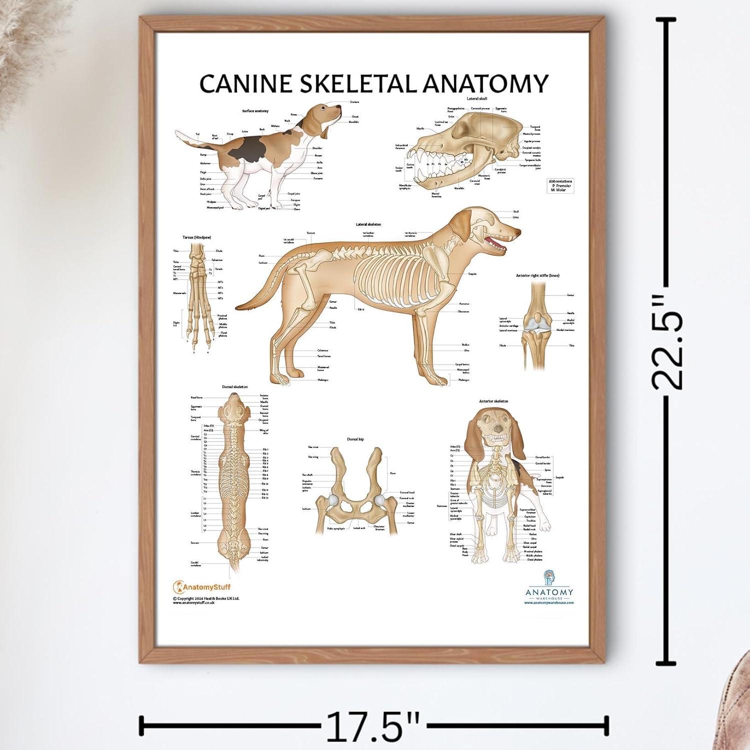 Set de 3 Pósteres Anatomía Canina Laminados 43.9x57.2cm