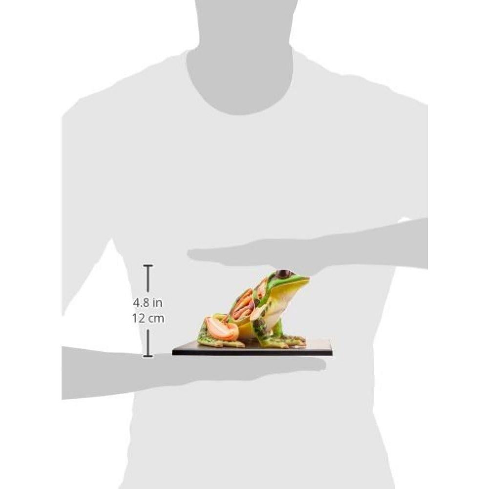 Modelo de Anatomía de Rana 4D Tedco 15.24 cm 31 Piezas