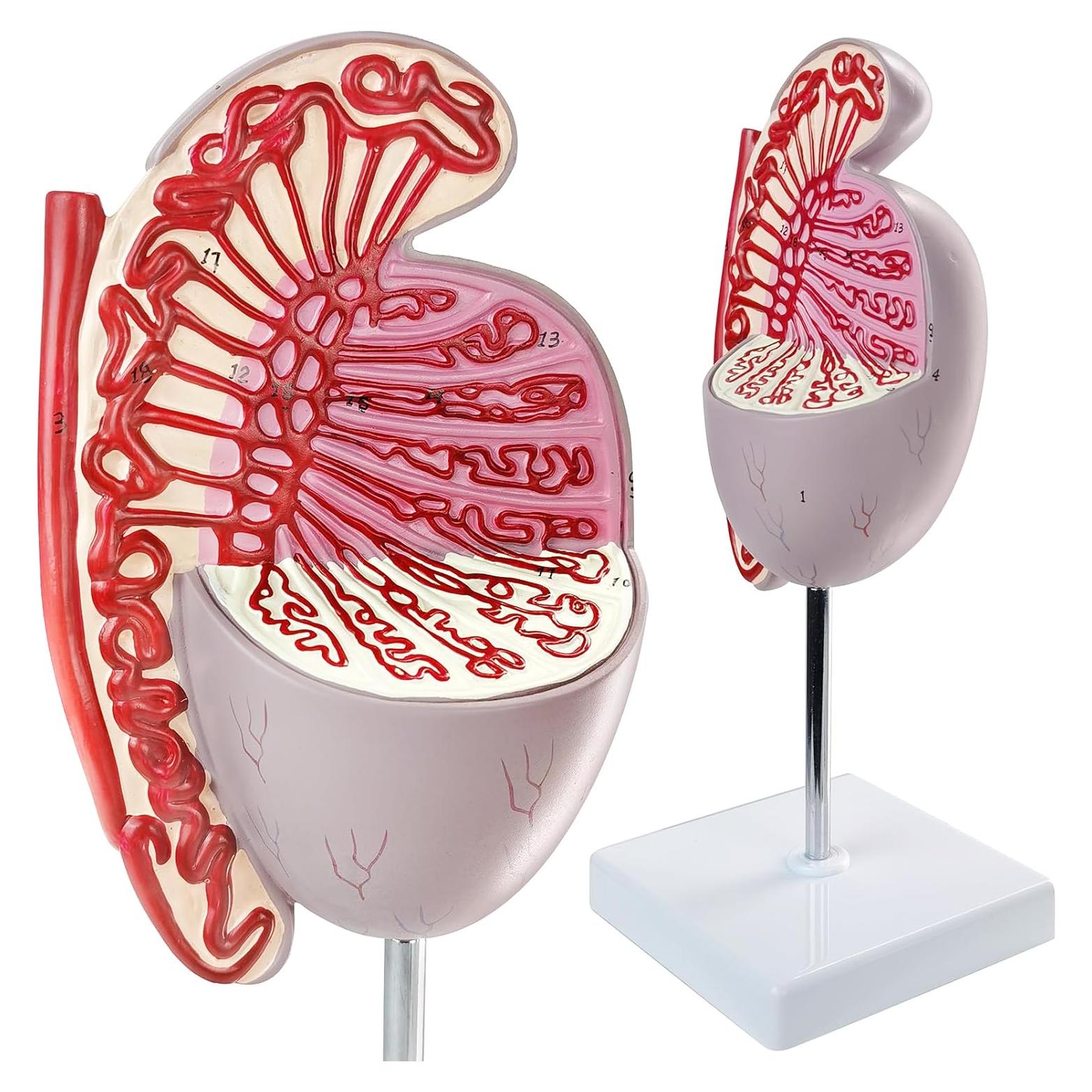 Modelo Anatómico Testículos Humanos Merinden 10X Realista